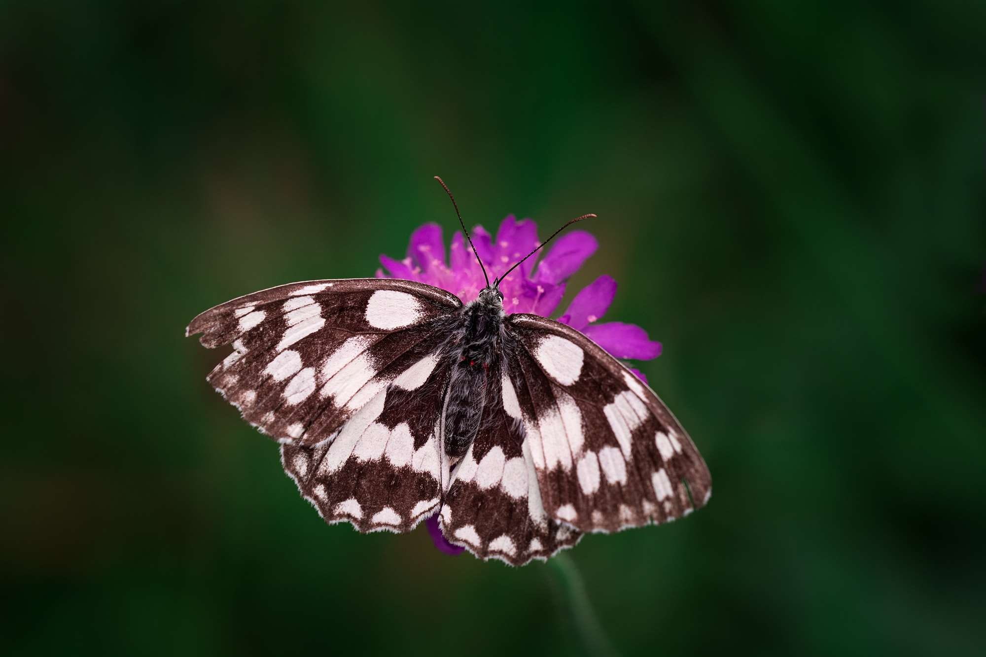 beauty in nature, animal wildlife, focus on foreground, plant, flowering plant, close-up, flora, butterfly - insect, day, purple, bloom, blossom, vulnerability, HD Wallpaper