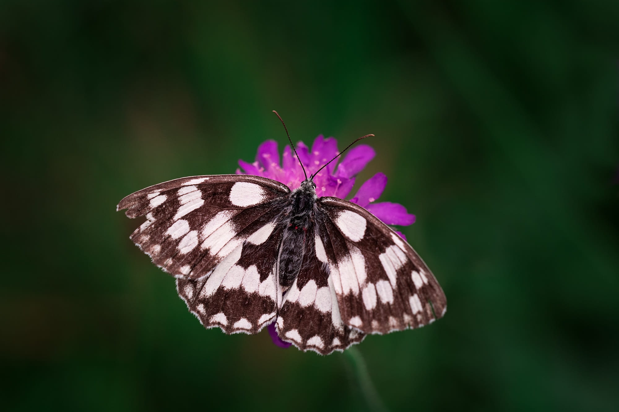 close, butterfly - insect, beauty in nature, deaf-skabiose, butterfly, selective, summer, melanargia galathea, flower meadow, experience nature, photography, HD Wallpaper