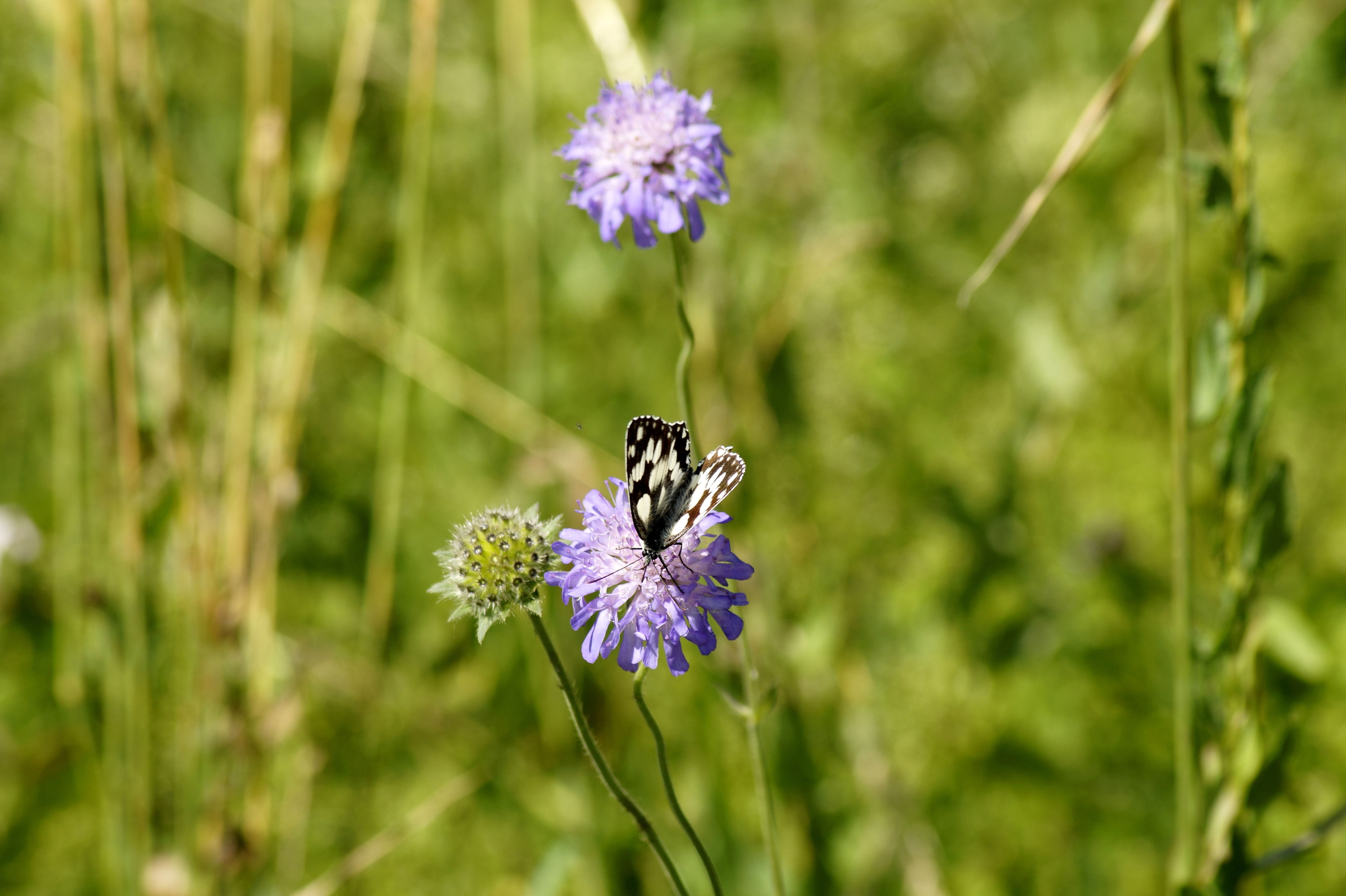 flower, melanargia galathea, animal, one animal, flower head, butterfly, 5K, plant, wing, bumblebee, animal wildlife, vulnerability, close-up, pollen, HD Wallpaper