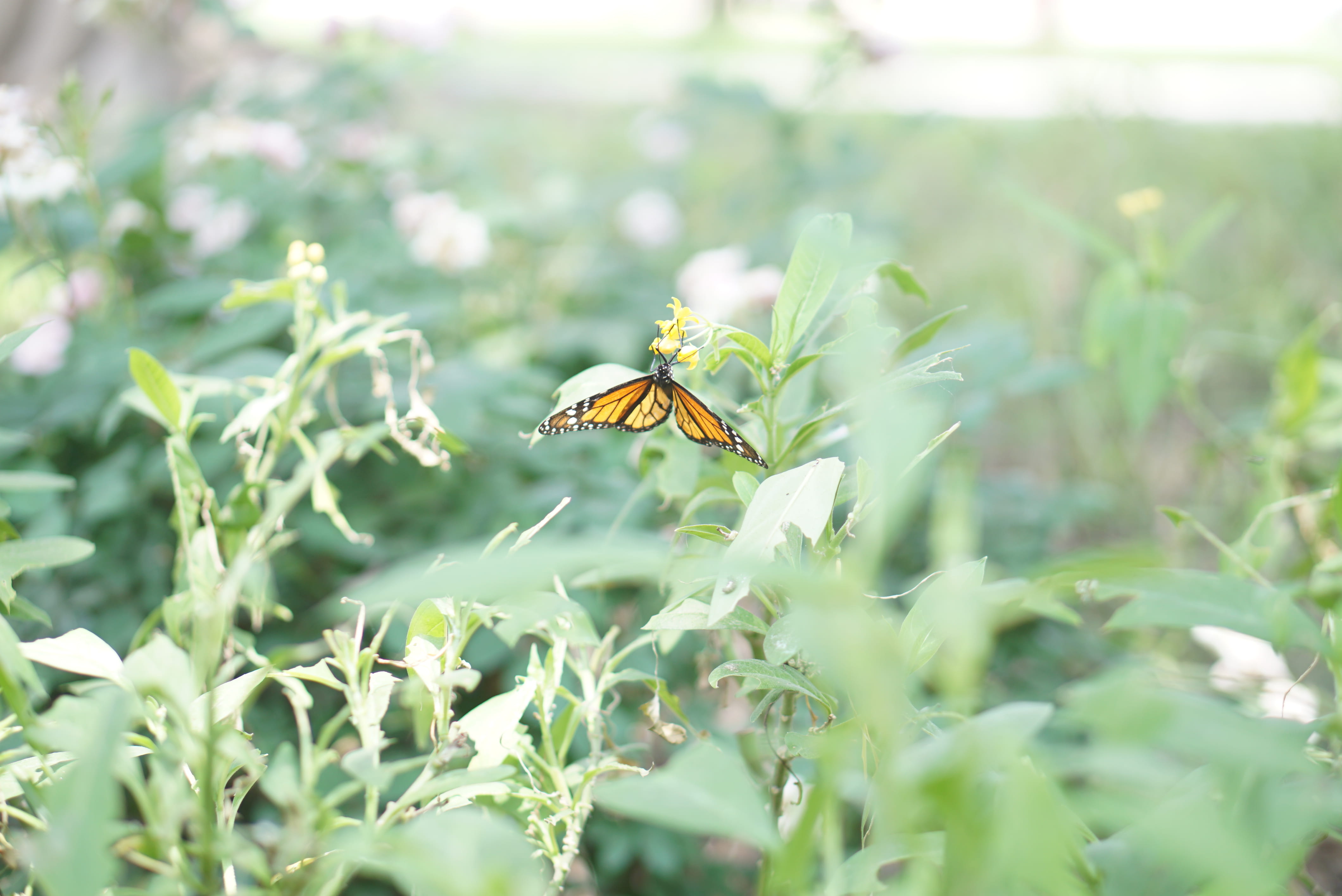 day, selective focus, flowering plant, flower, growth, flower head, bee, peru, animal wildlife, no people, freshness, fragility, animals in the wild, lima district, HD Wallpaper