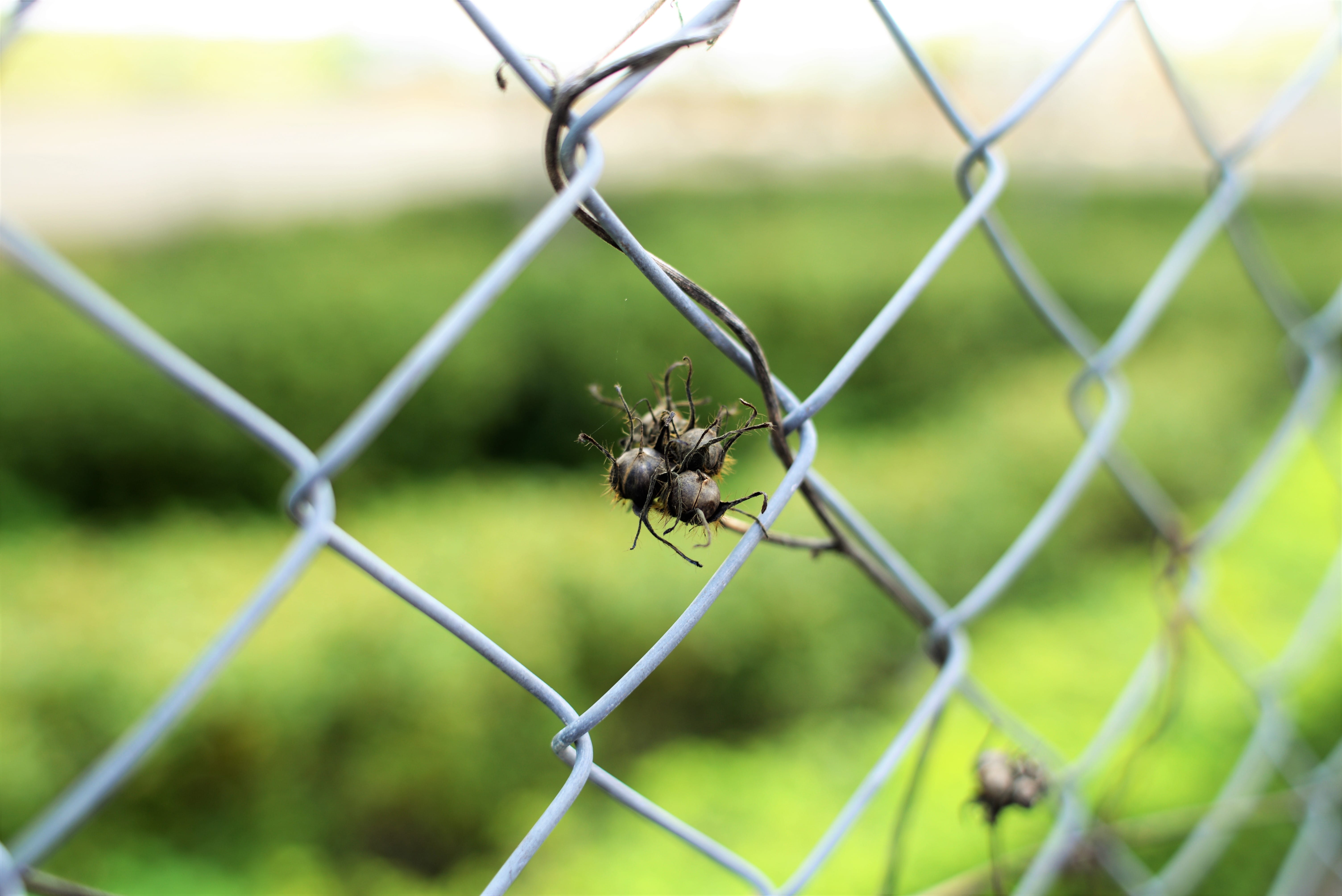 insect, animal, wire, hong kong, fence, protection, animal themes, chainlink fence, no people, day, one animal, focus on foreground, nature, close-up, metal, HD Wallpaper