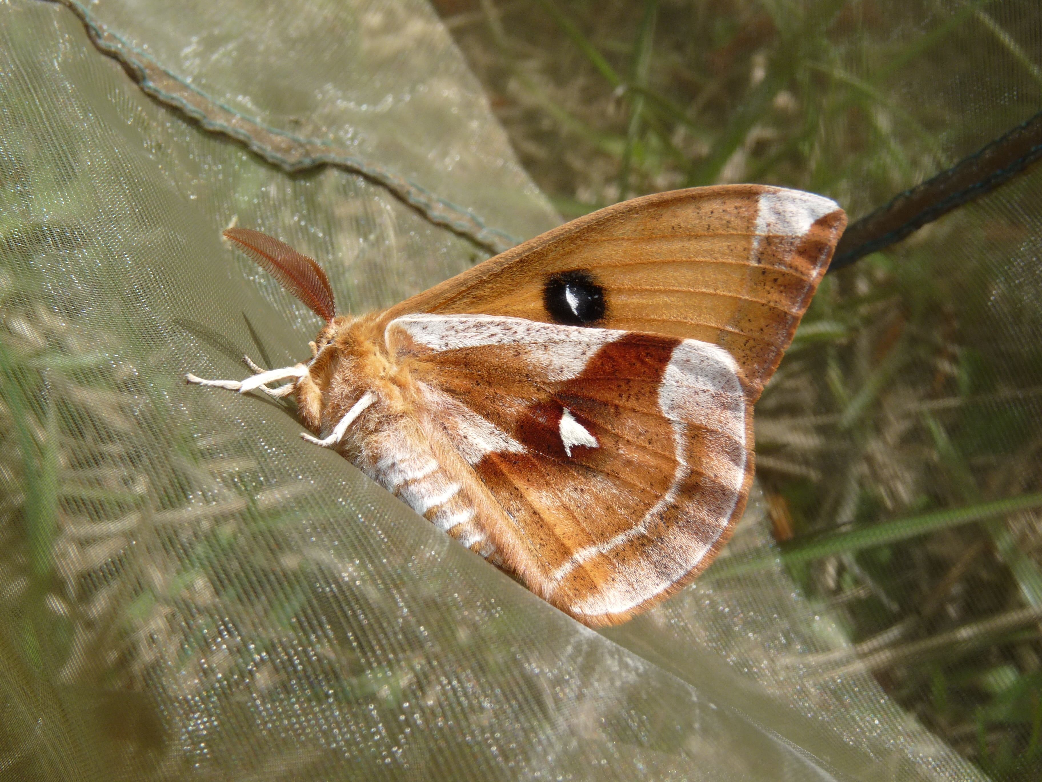 animal themes, tau, one animal, brown, saturniidae, animals in the wild, day, insect, butterfly, plant, tau emperor, moth, beauty in nature, focus on foreground, HD Wallpaper