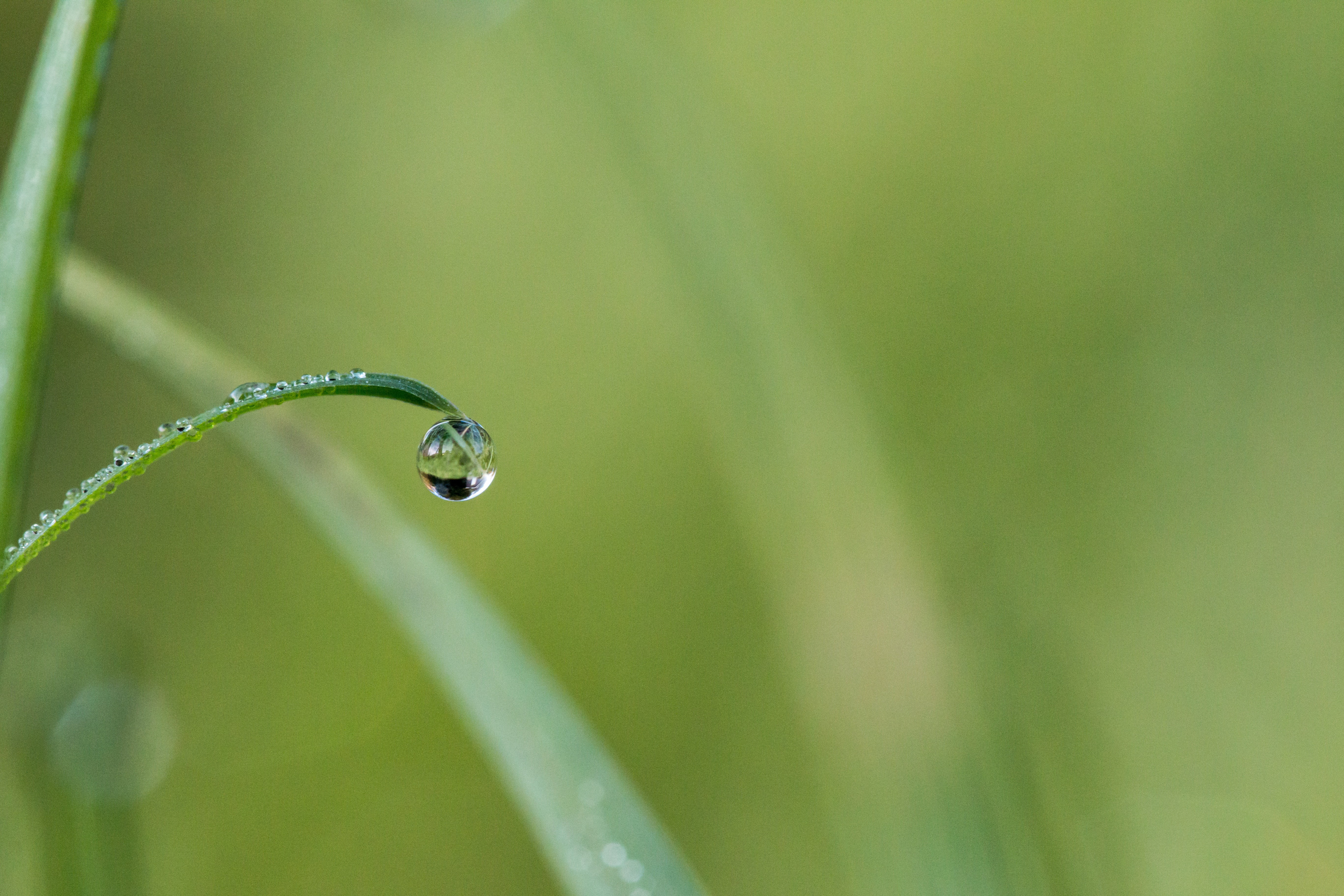 close, meadow, grass with dew, morgentau, drop of water, dewdrop, freshness, nature, dew, 5K, drip, plant part, plant, growth, wet, raindrop, no people, HD Wallpaper