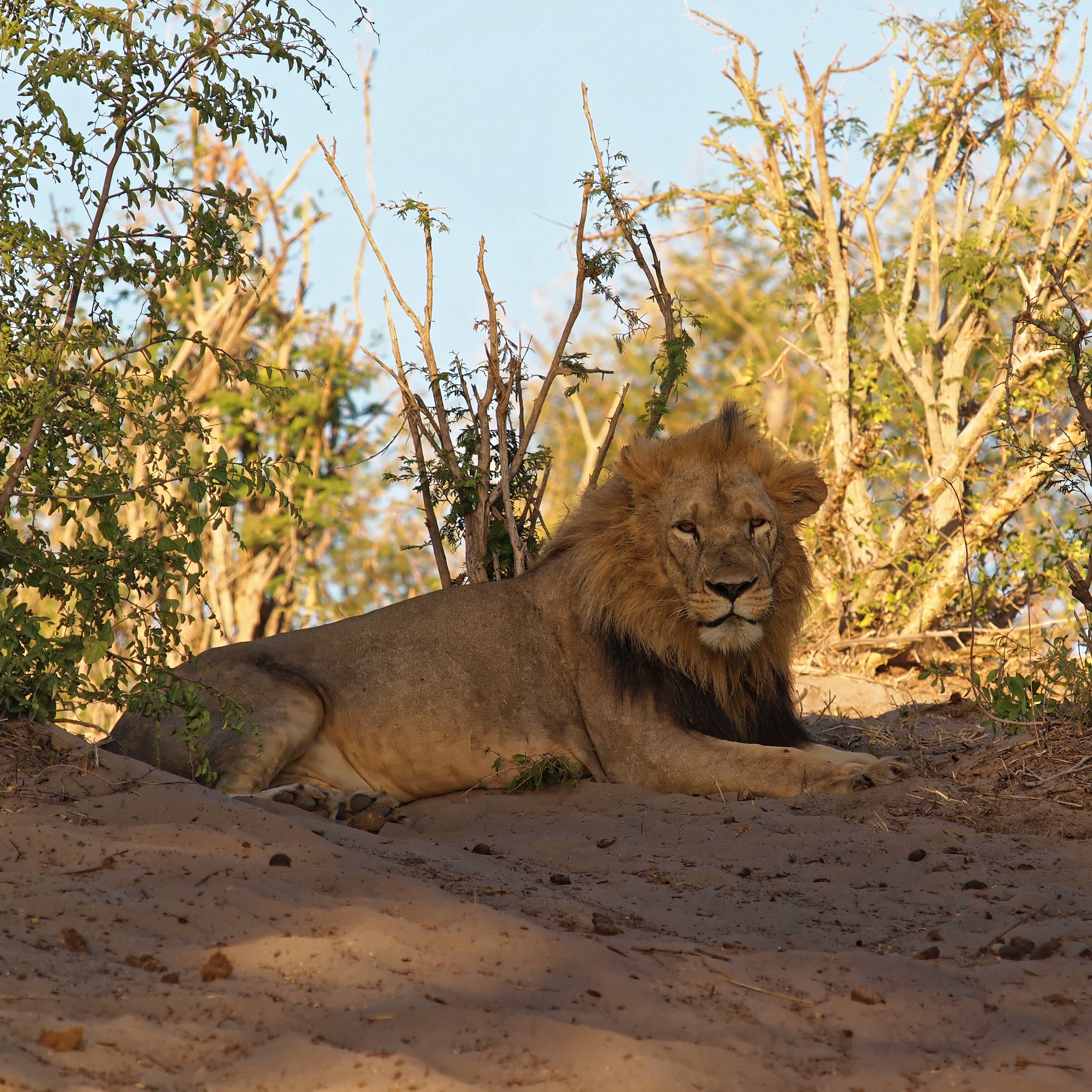 mammal, safari, nature, lion - feline, feline, one animal, no people, botswana, 2K, relaxation, animals in the wild, day, land, tree, animal, vertebrate, Phone HD Wallpaper