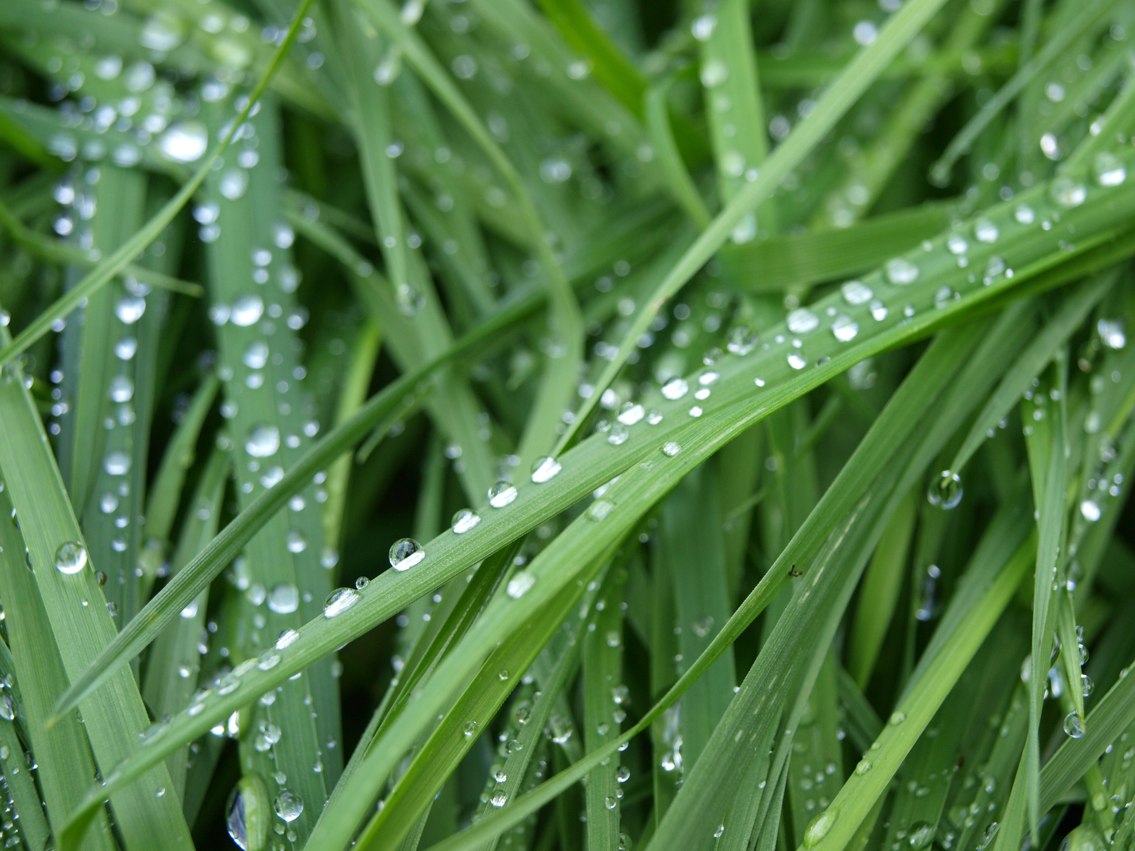 relaxing, background, green grass, nature, wassertrofpen, purity, leaf, grass with dew, freshness, grass, dew drops, leaves, close-up, morning, series, HD Wallpaper
