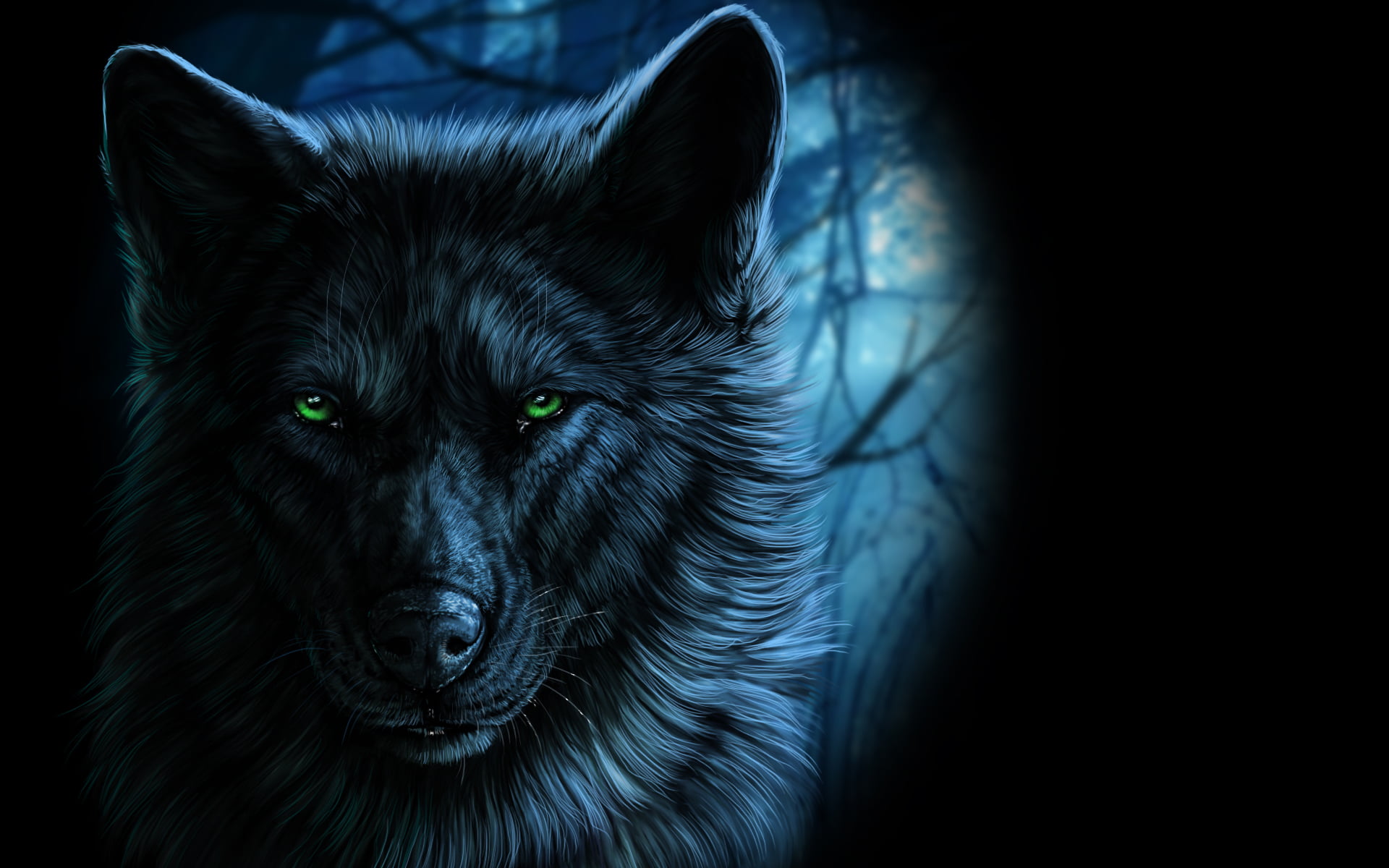 1080P, animal body part, pets, studio Shot, domestic, no people, nature, vertebrate, black Color, animal Head, wolfroad, animal Eye, cute, carnivore, mammal, HD Wallpaper