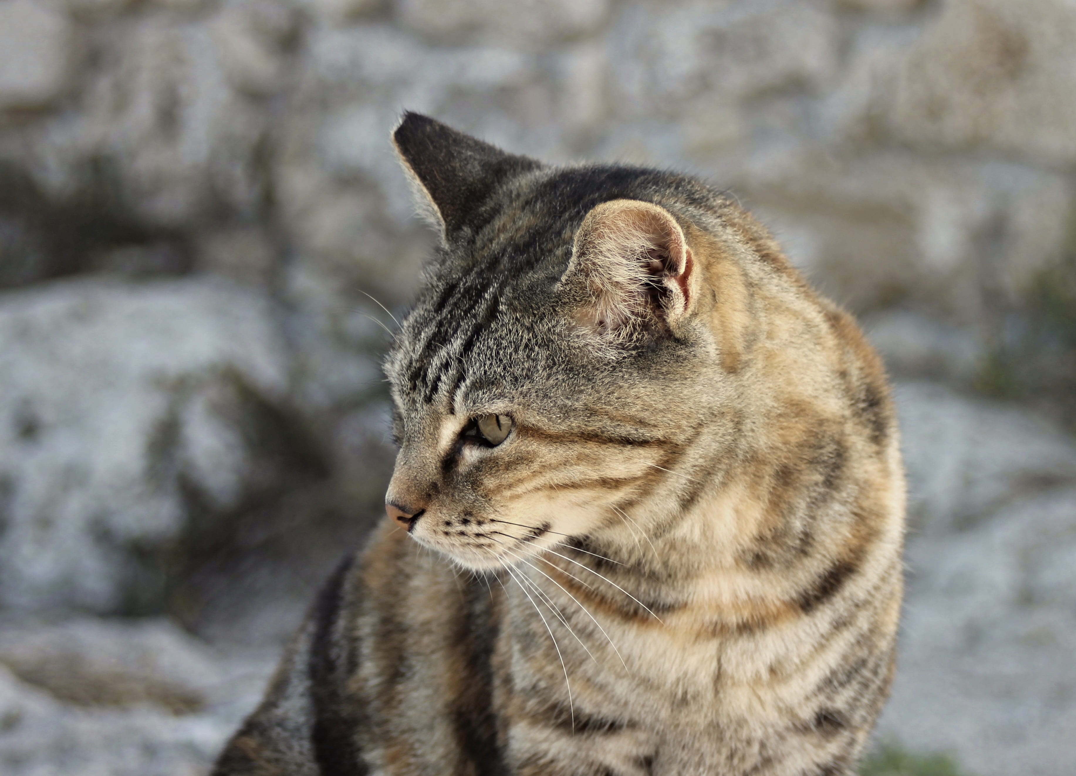 animal head, day, whisker, looking, mieze, watch, undomesticated cat, focus on foreground, cat fur, close, domestic cat, mammal, photo, portrait, animal themes, HD Wallpaper