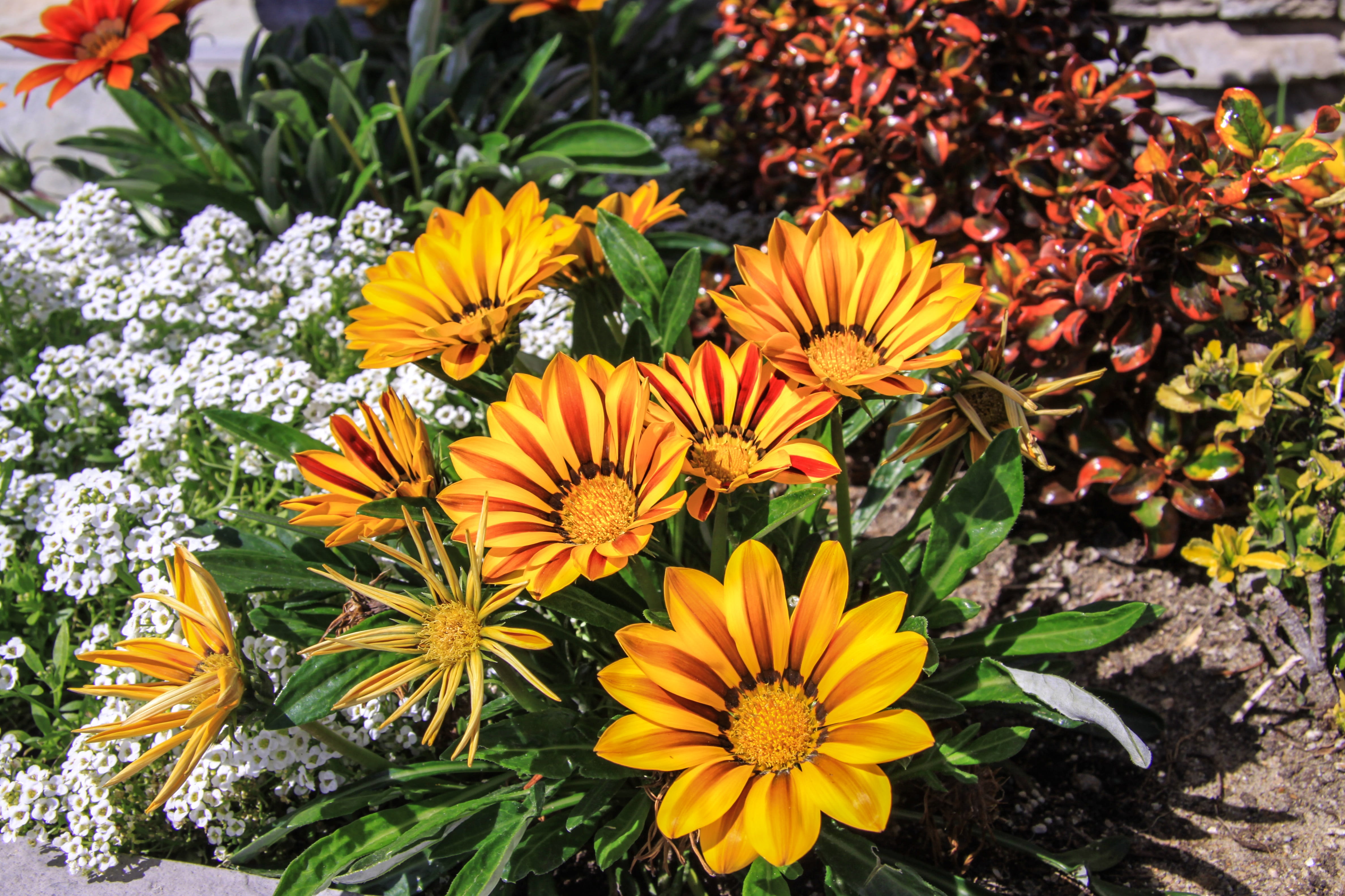 gazania, handsome, day, close-up, the day of knowledge, school, september 1, nature, botany, no people, flowers, pollen, flower head, freshness, lessons, HD Wallpaper