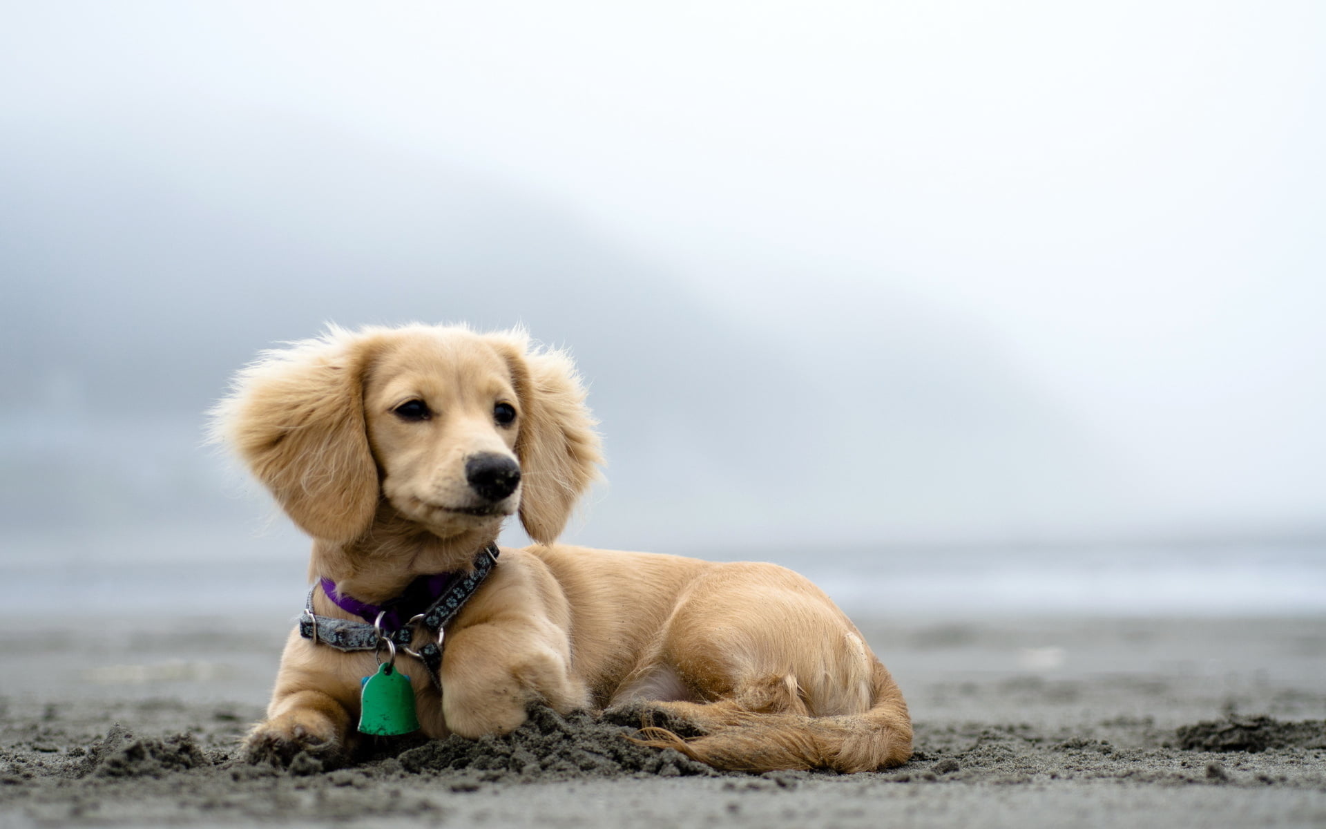 brown, pets, short, retriever, animal, canine, puppy, beach, portrait, Animals, one animal, young animal, 1080P, domestic animals, cute, Dog, mammal, no people, HD Wallpaper