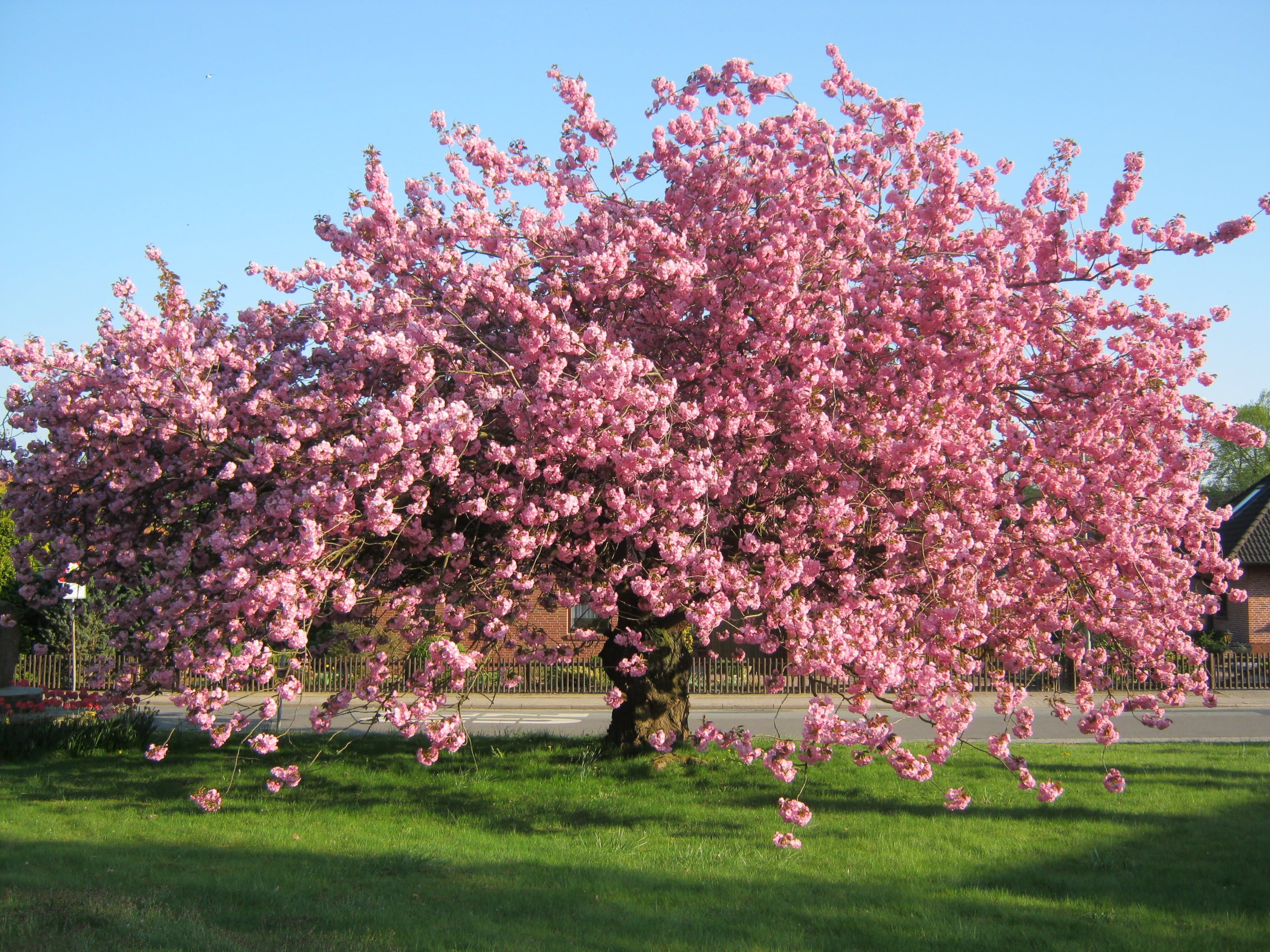 blossom, flower Head, tree, fragility, plant, day, freshness, flowering plant, beauty in nature, springtime, no people, cherry tree, branch, clear sky, HD Wallpaper