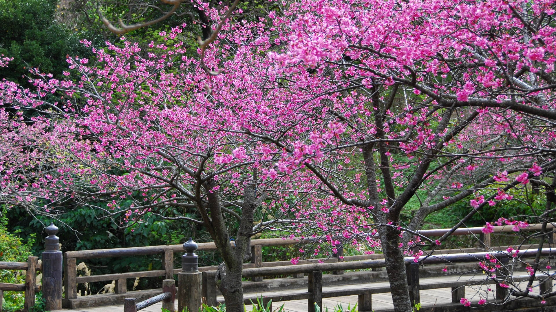 plant, blossoming, flowering, botany, tree, close-up, japan, park - Man Made Space, springtime, flower, park, flowers, season, cherry tree, trees, vulnerability, HD Wallpaper