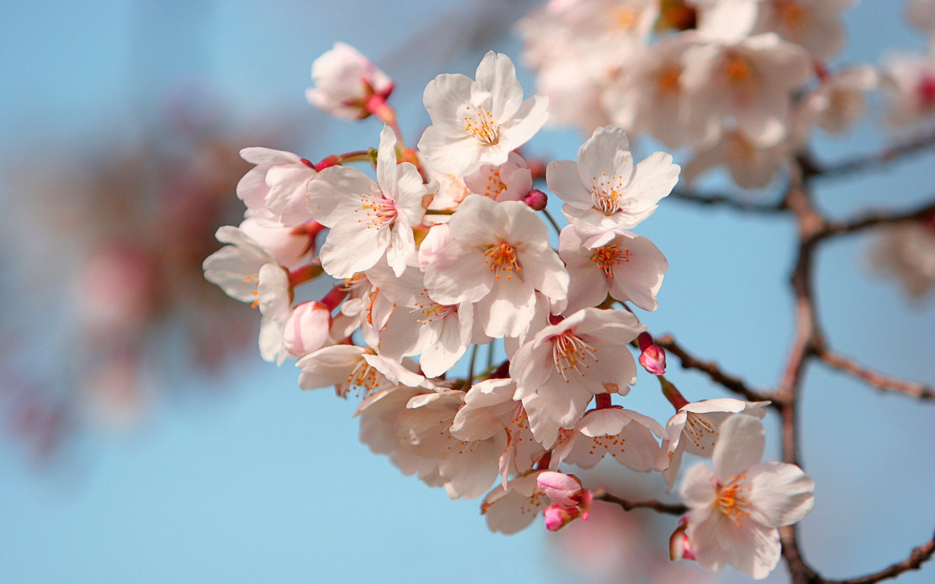 twig, inflorescence, leaf, fragility, bud, branch, mood, freshness, tree, april, spring, blue, day, springtime, no people, flower, sakura, backgrounds, HD Wallpaper