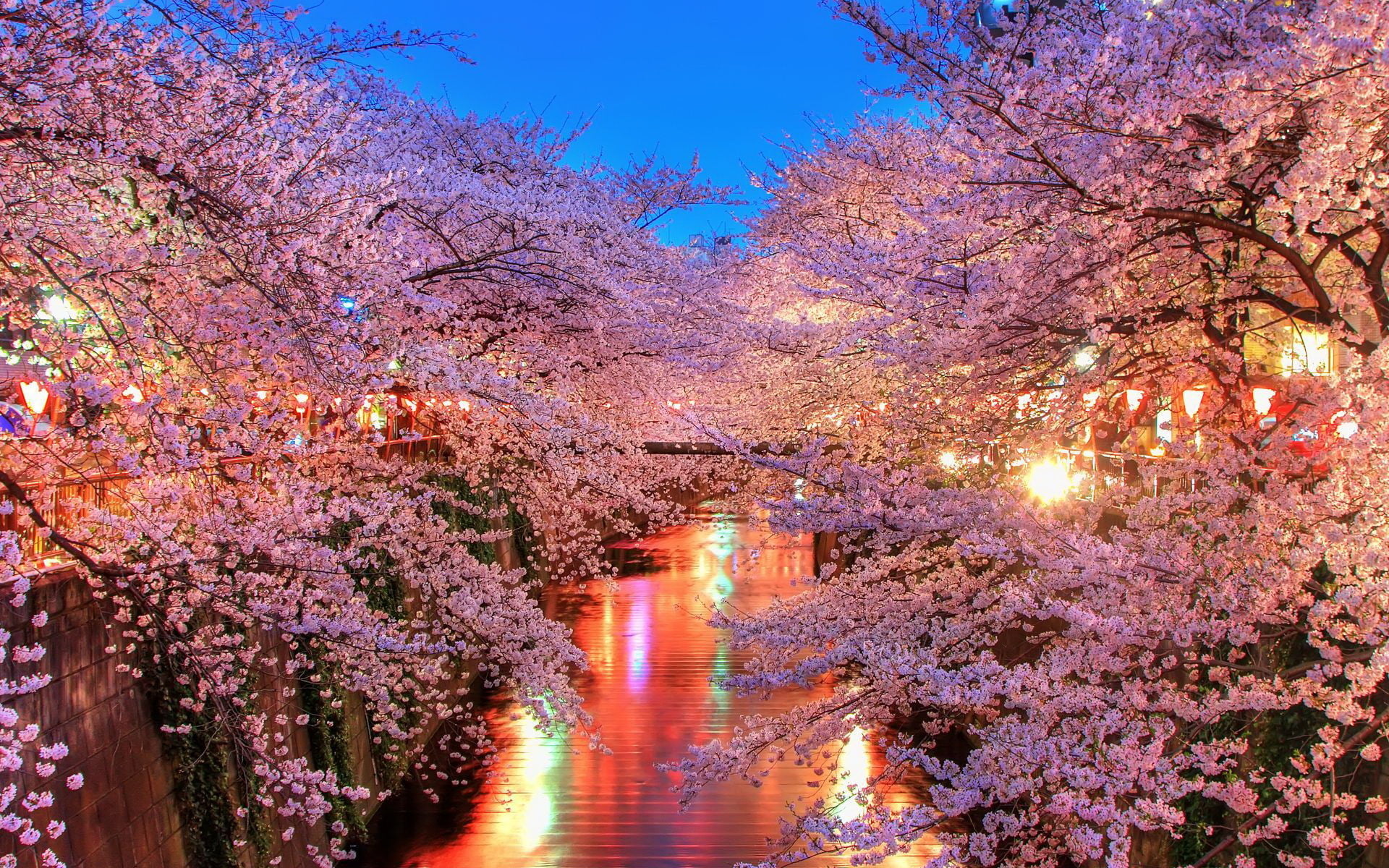 the way forward, illuminated, multi Colored, nature, growth, street Light, famous Place, cityscape, branch, no People, red, TREES, RIVER, park - Man Made Space, HD Wallpaper