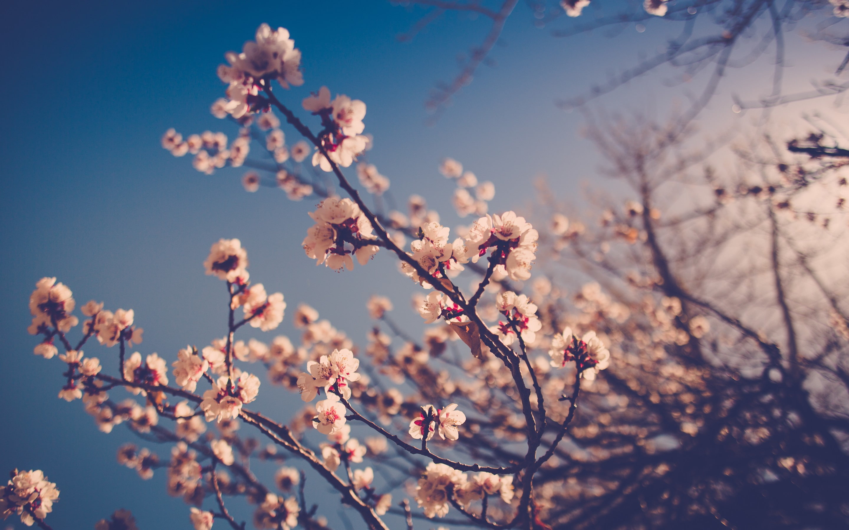 sakura, s, branches, 2K, stems, Nature s, tree, flowers, buds, bokeh, sterms, HD Wallpaper
