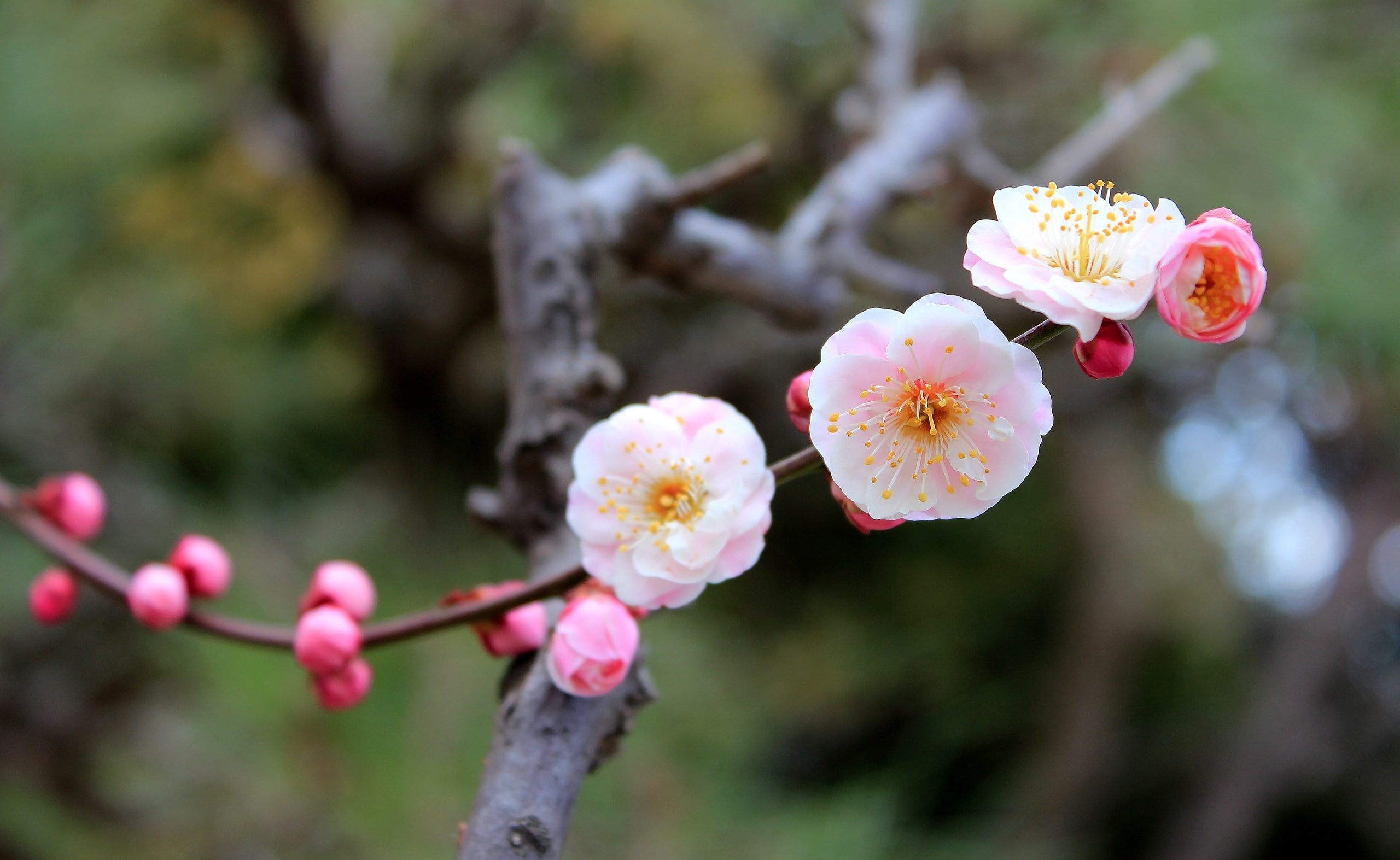 plum blossom, no people, pollen, flower head, Spring, 2K, cherry blossom, close-up, freshness, branch, focus on foreground, beauty in nature, day, flowering plant, HD Wallpaper