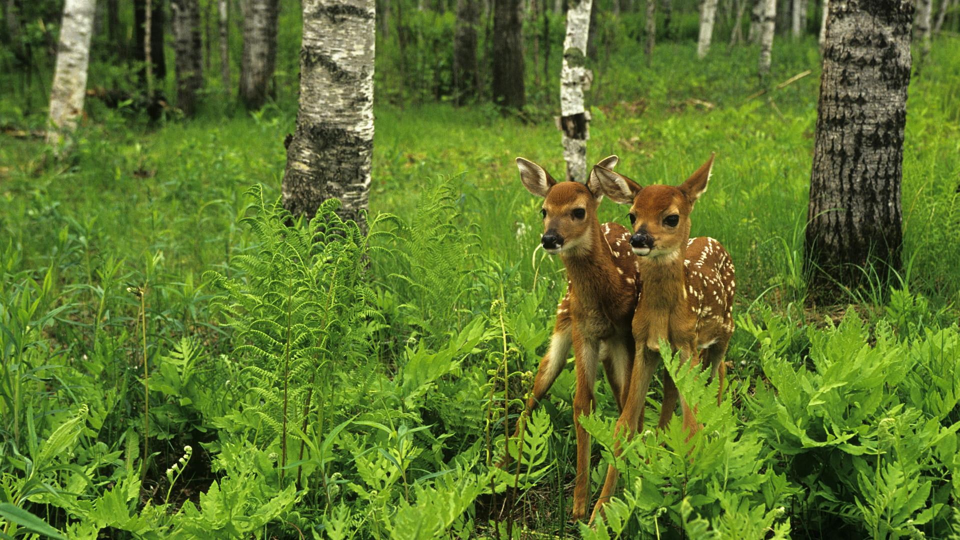 wild, tree, 1080P, animals, deer, little, HD Wallpaper