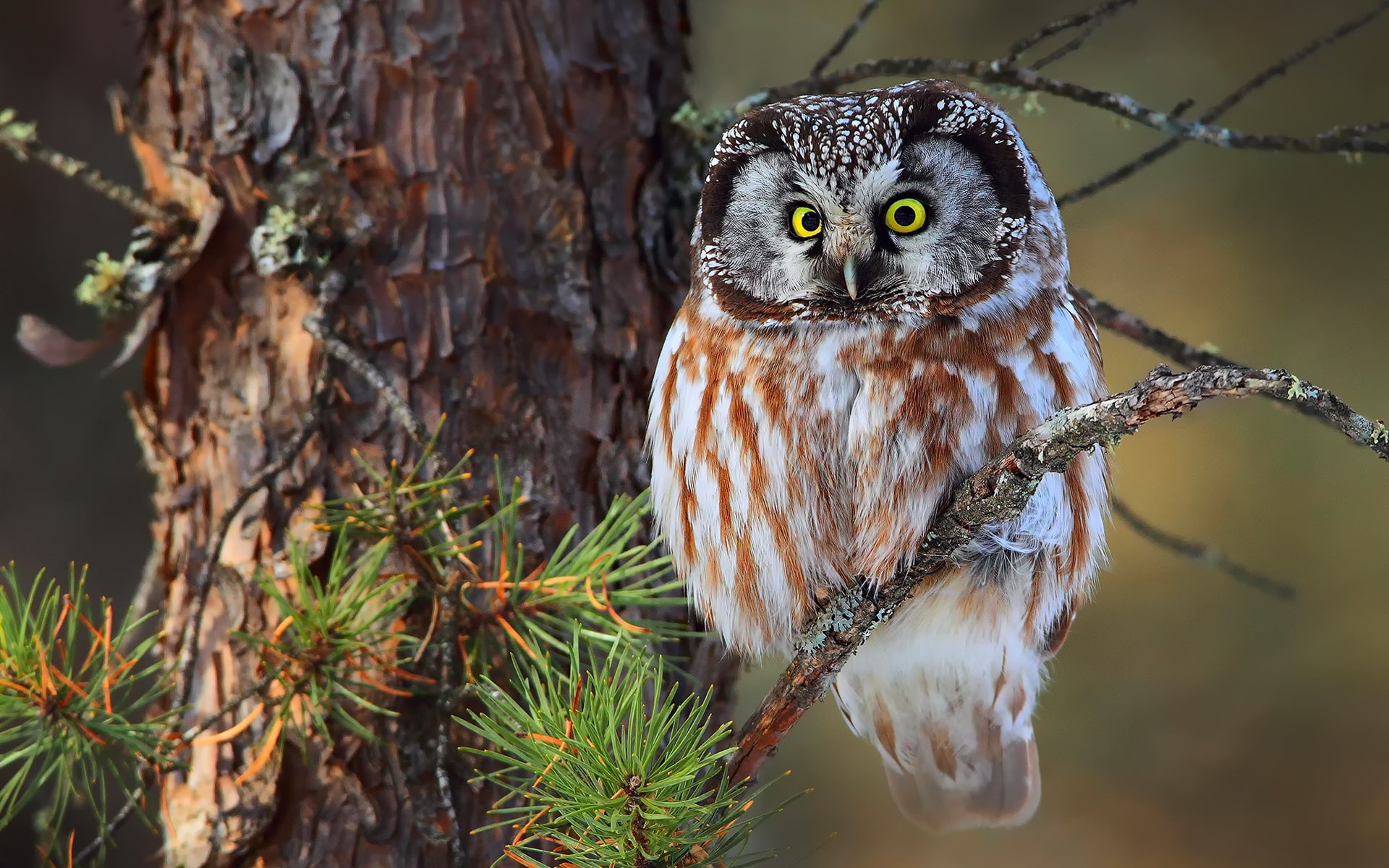 Branches, Tree, 1080P, Owl, Little, HD Wallpaper