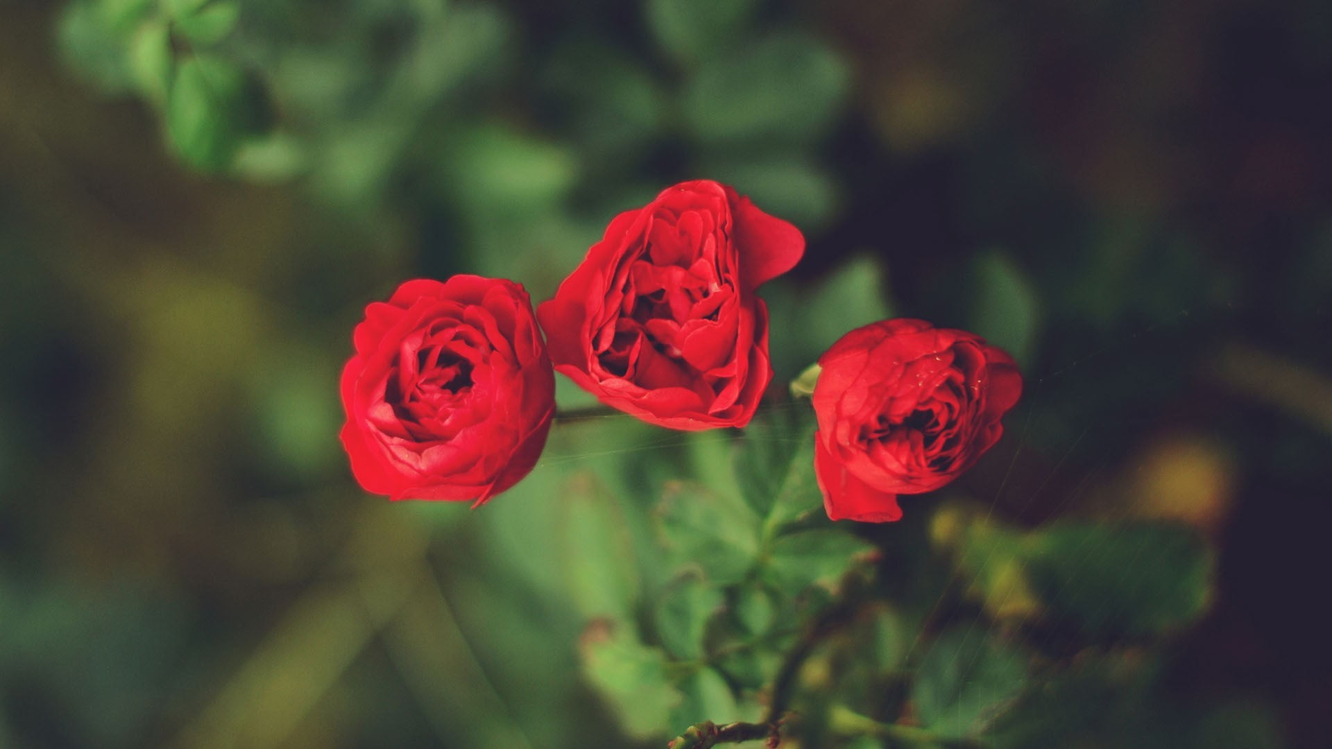 plants, freshness, flower, focus on foreground, yellow, vulnerability, decor, petal, plant, red flowers, nature, rose - flower, flowering plant, flower head, HD Wallpaper