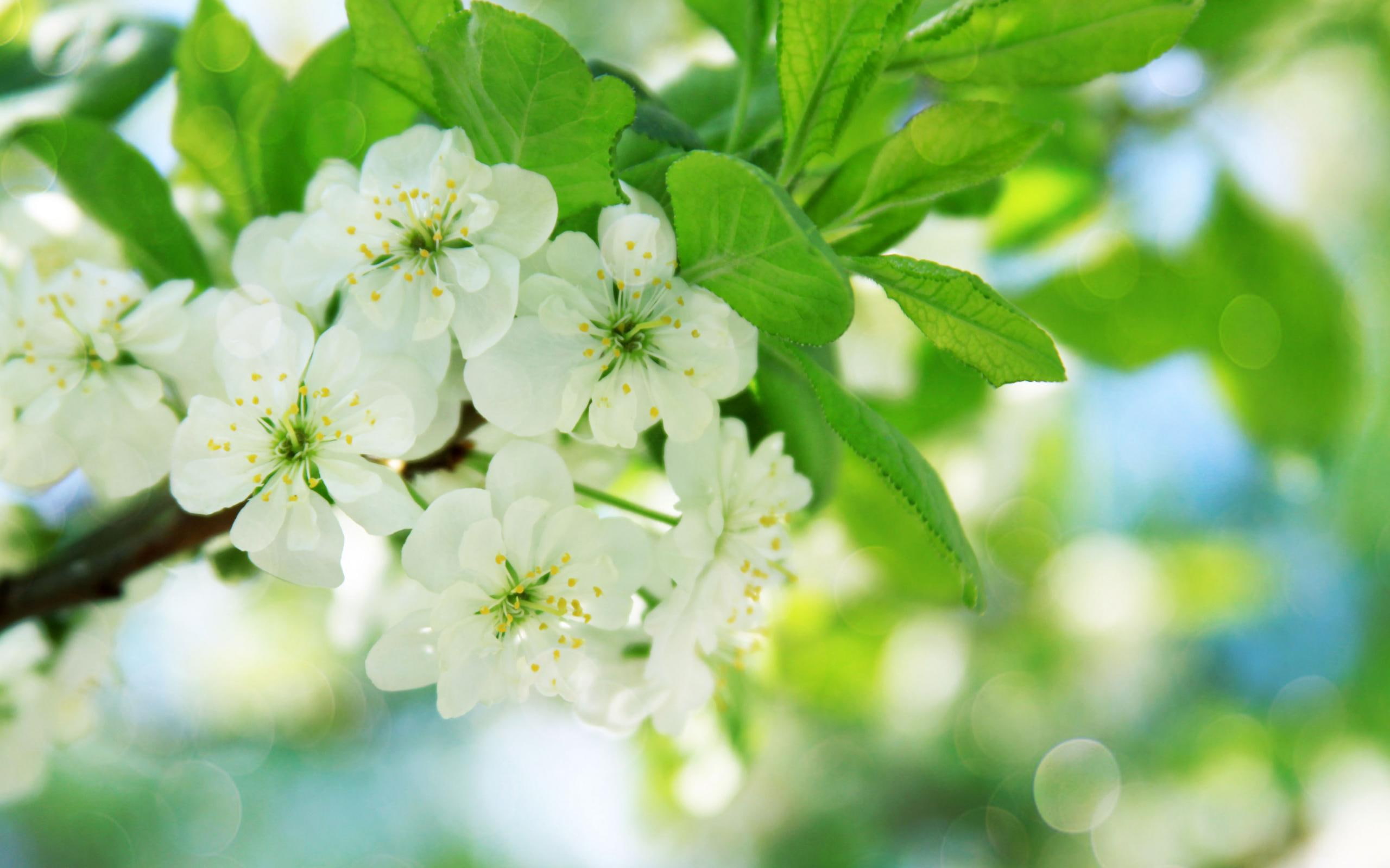 petaled, white, nature and landscapes, flowers, pear, beautiful, nature, blossom, tree, white flowers, 2K, trees, HD Wallpaper