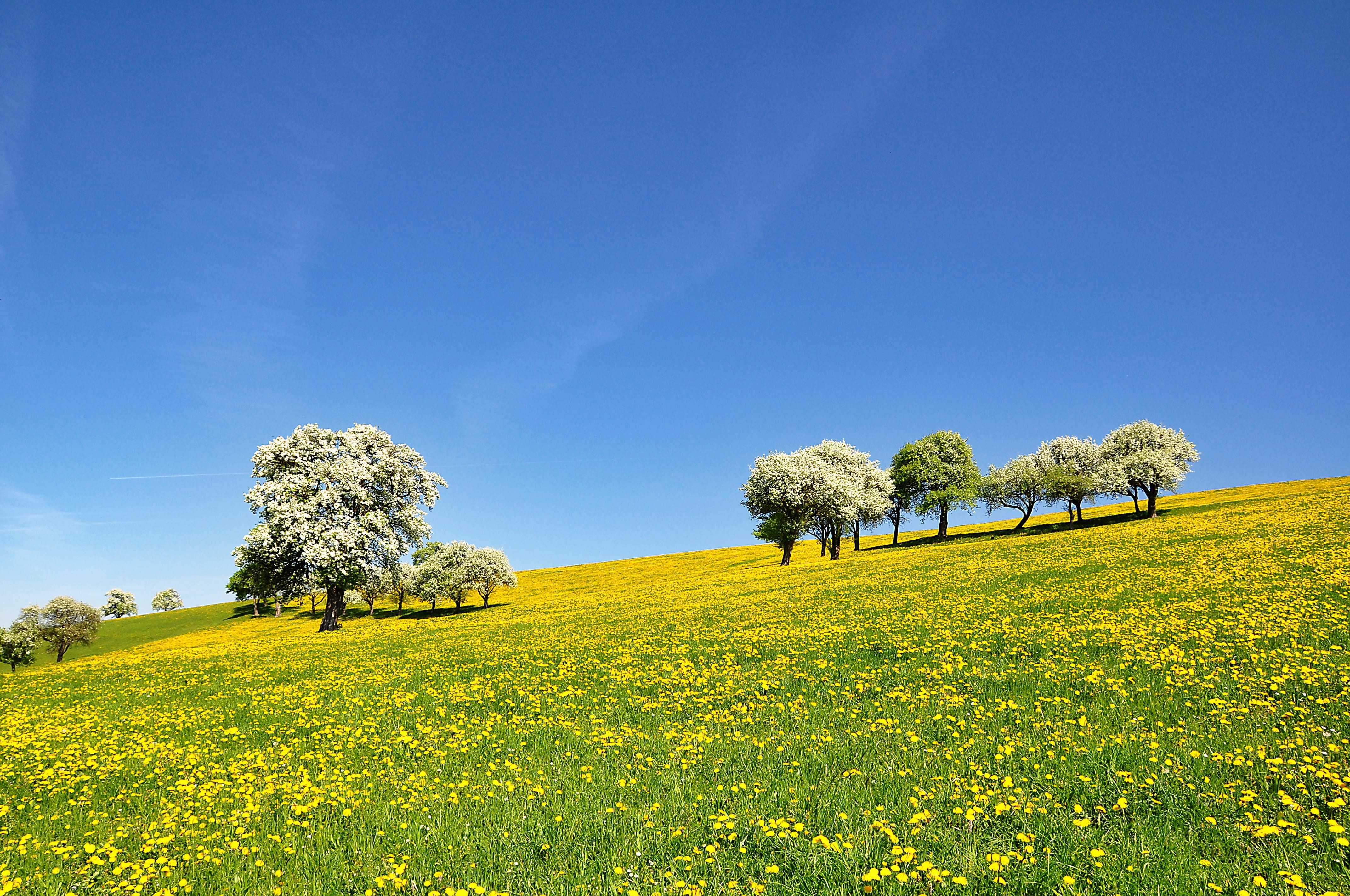 land, scenics - nature, flowering time, flowering pear trees, blue sky, plant, 4K, tranquility, tree, environment, no people, springtime, pear blossom, HD Wallpaper