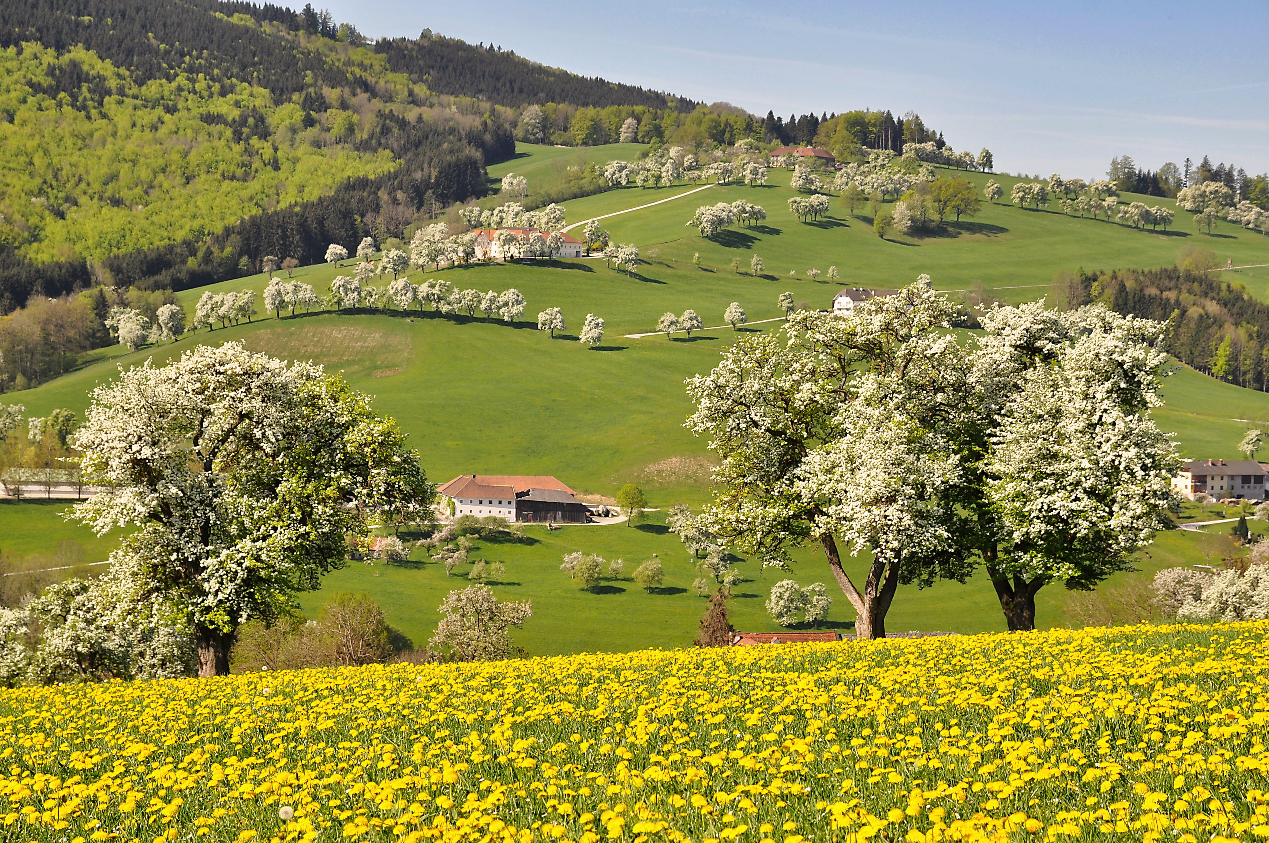 spring, land, blossom, meadow, dandelion meadow, 4K, farm, house, landscape, environment, scenics - nature, field, yellow, flowering pear trees, growth, HD Wallpaper