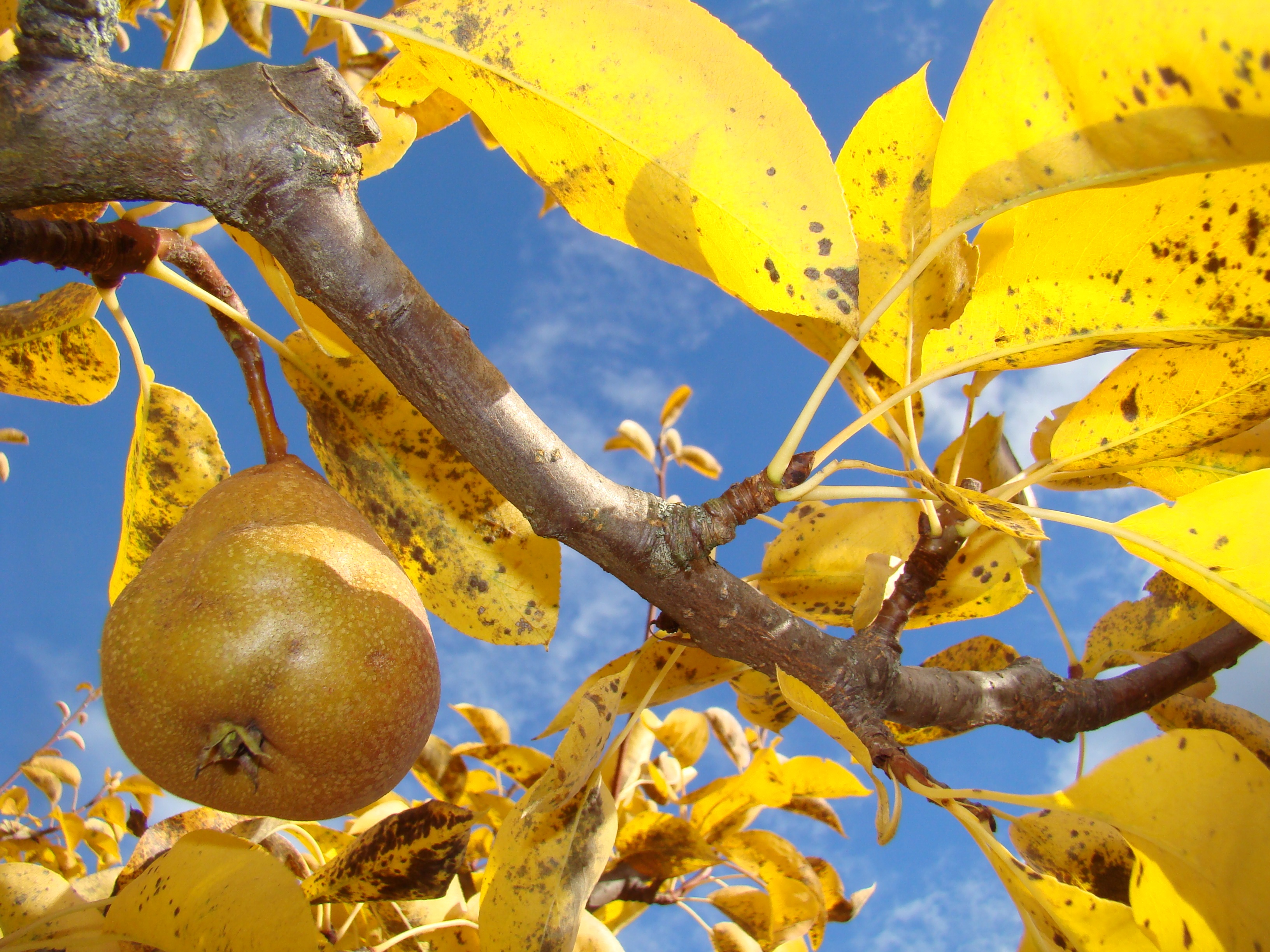 wellbeing, healthy eating, beauty in nature, fruit, plant, pear, freshness, nature, close-up, growth, ripe, plant part, low angle view, food, 2K, sky, HD Wallpaper