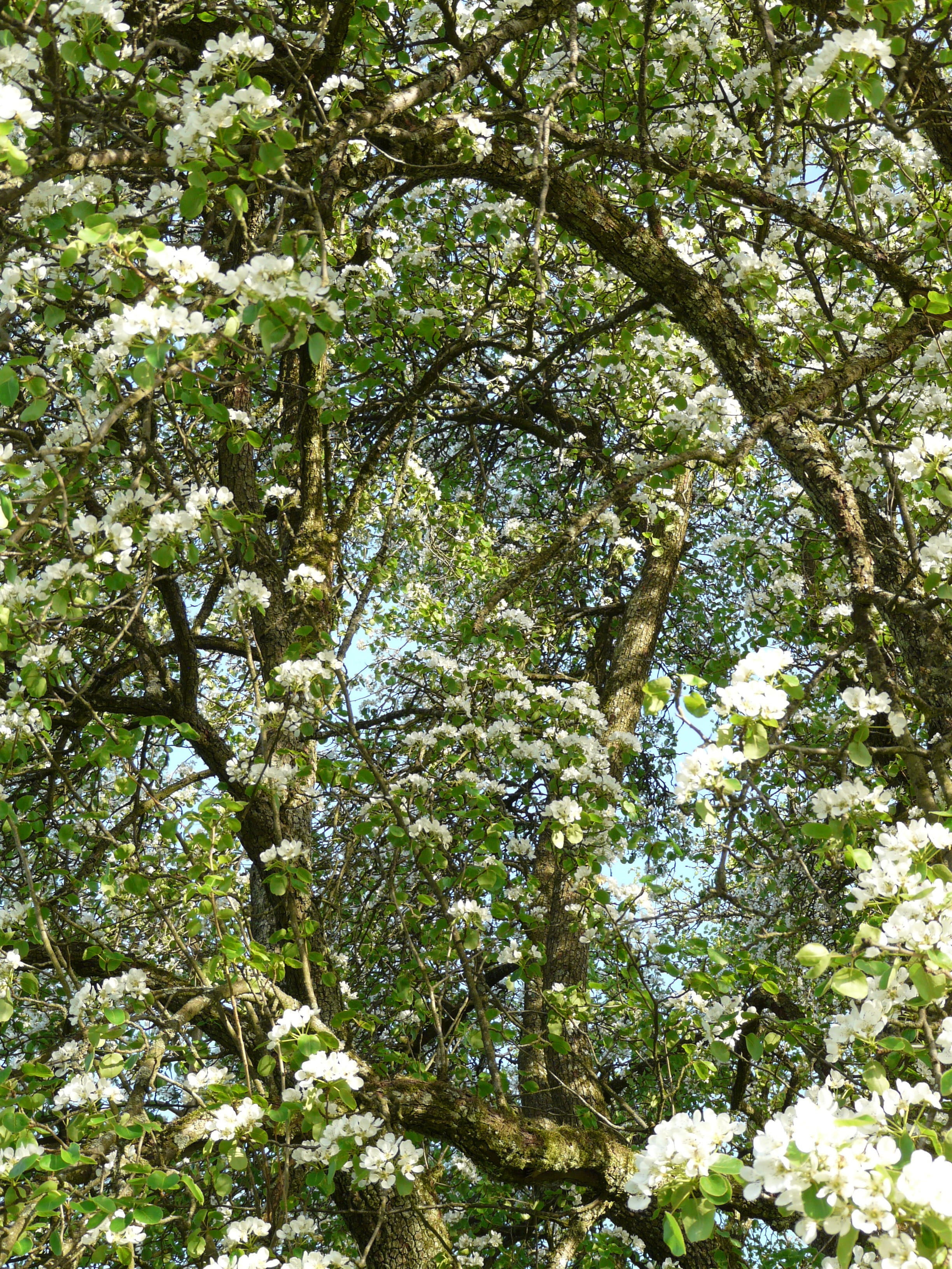sunlight, branch, flower, flowers, outdoors, full frame, branches, tree canopy, trunk, tranquility, blossom, no people, flowering plant, white, beauty in nature, Phone HD Wallpaper