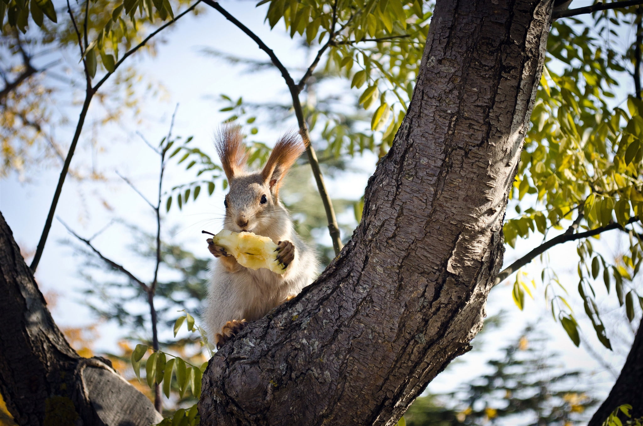 PROTEIN, whisker, no people, BRANCHES, day, mammal, nature, BARK, animal, branch, low angle view, EARS, TRUNK, one animal, PEAR, 1080P, outdoors, FOOD, HD Wallpaper