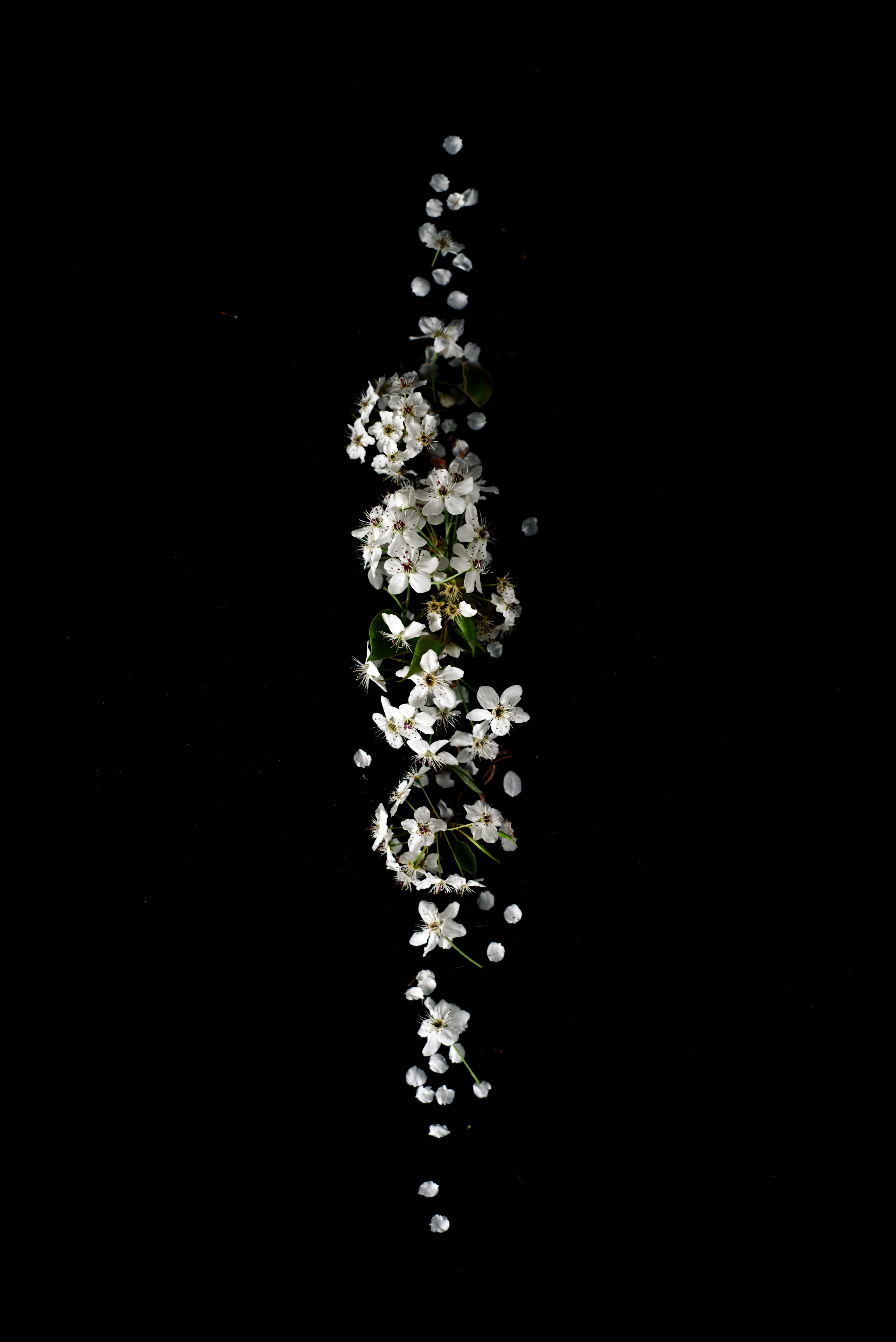 lot, shape, floral, food, herb, white, cut out, healthcare and medicine, motion, nature, indoors, focus, spring, simple, falling, petal, line, flower, bradford pear, Phone HD Wallpaper