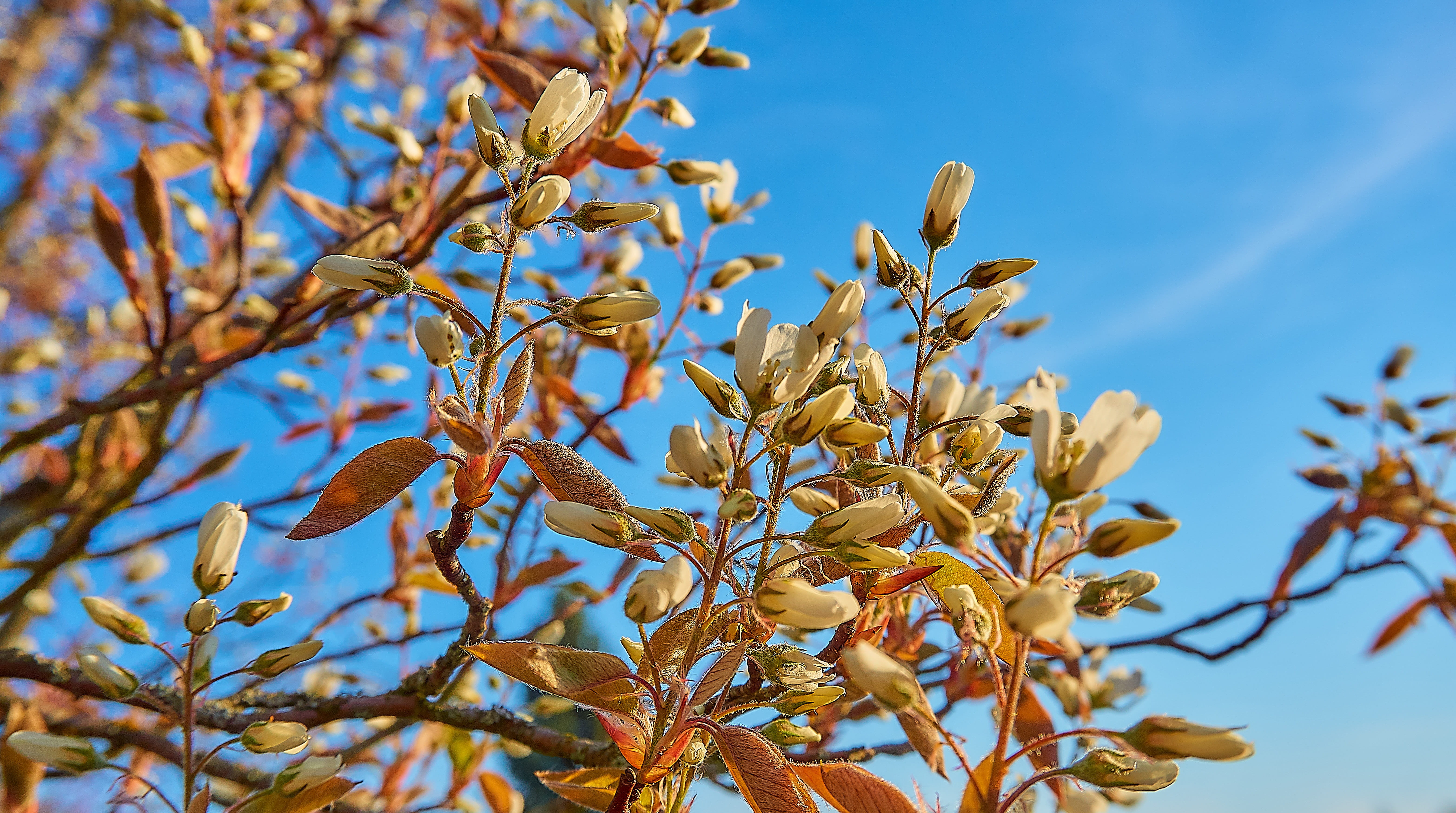 growth, large, beauty in nature, leaf, rocks pear tree, amelanchier, low angle view, the rose family, tree, spring, branch, early bloomer, red, day, flowers, HD Wallpaper