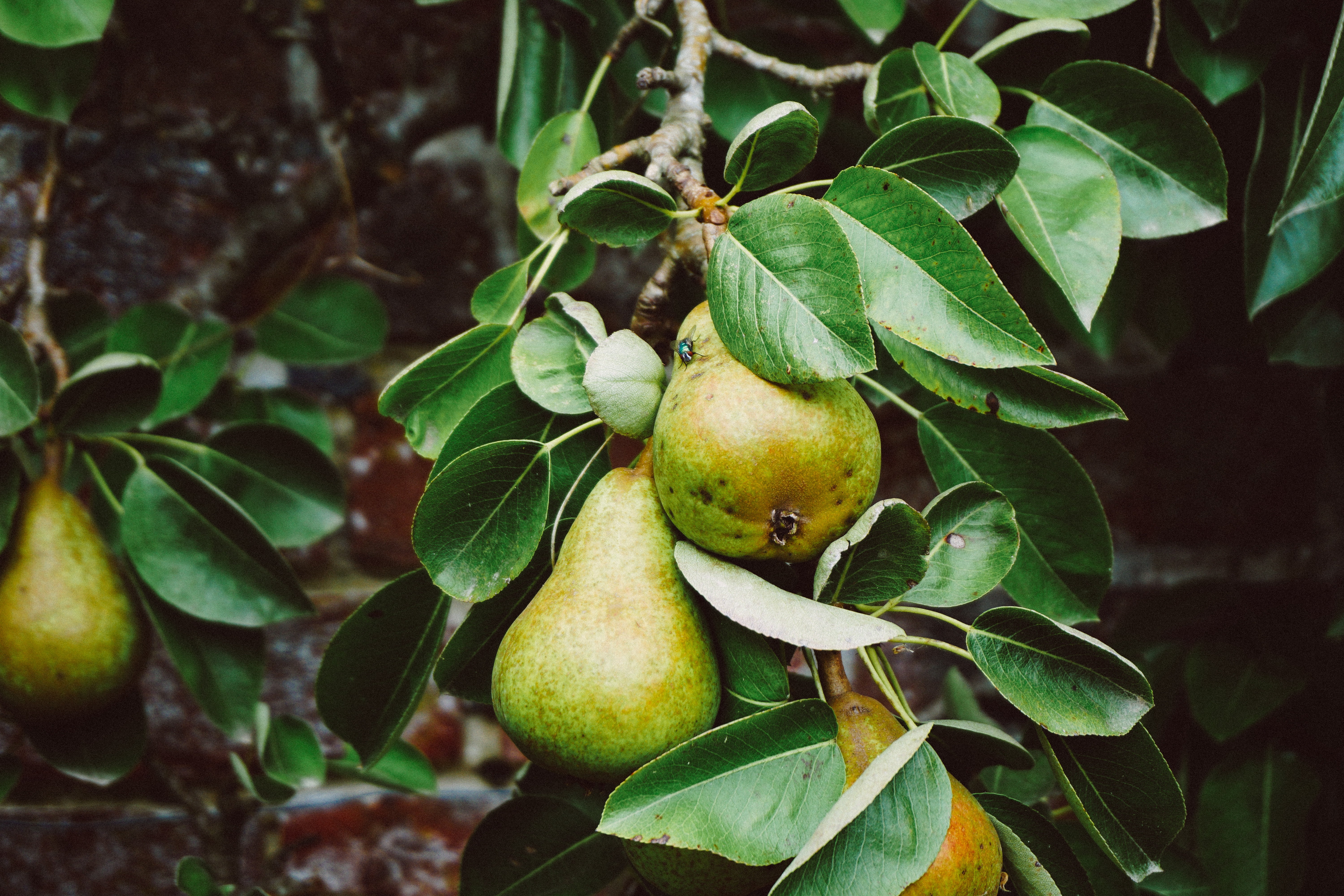 backgrounds, outdoors, day, plant, nature, sweet Food, focus on foreground, wellbeing, season, refreshment, 5K, pear, close-up, yellow, red, tree, orchard, HD Wallpaper