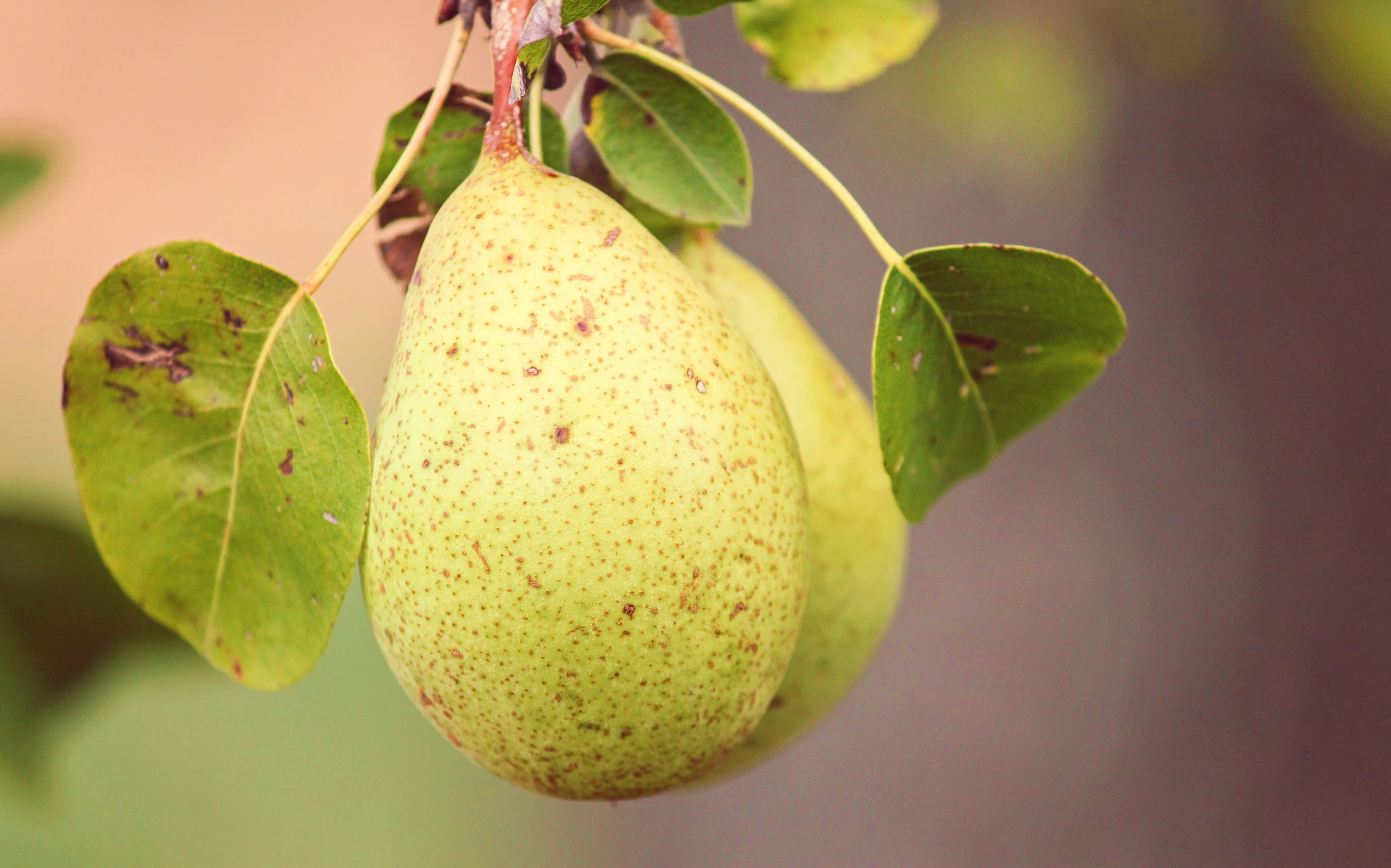vegetarian, vitamins, healthy, fruit tree, agriculture, healthy eating, pyrus, yellow, branch, plant part, outdoors, leaf, bio, plant, fruit, 4K, sweet, HD Wallpaper
