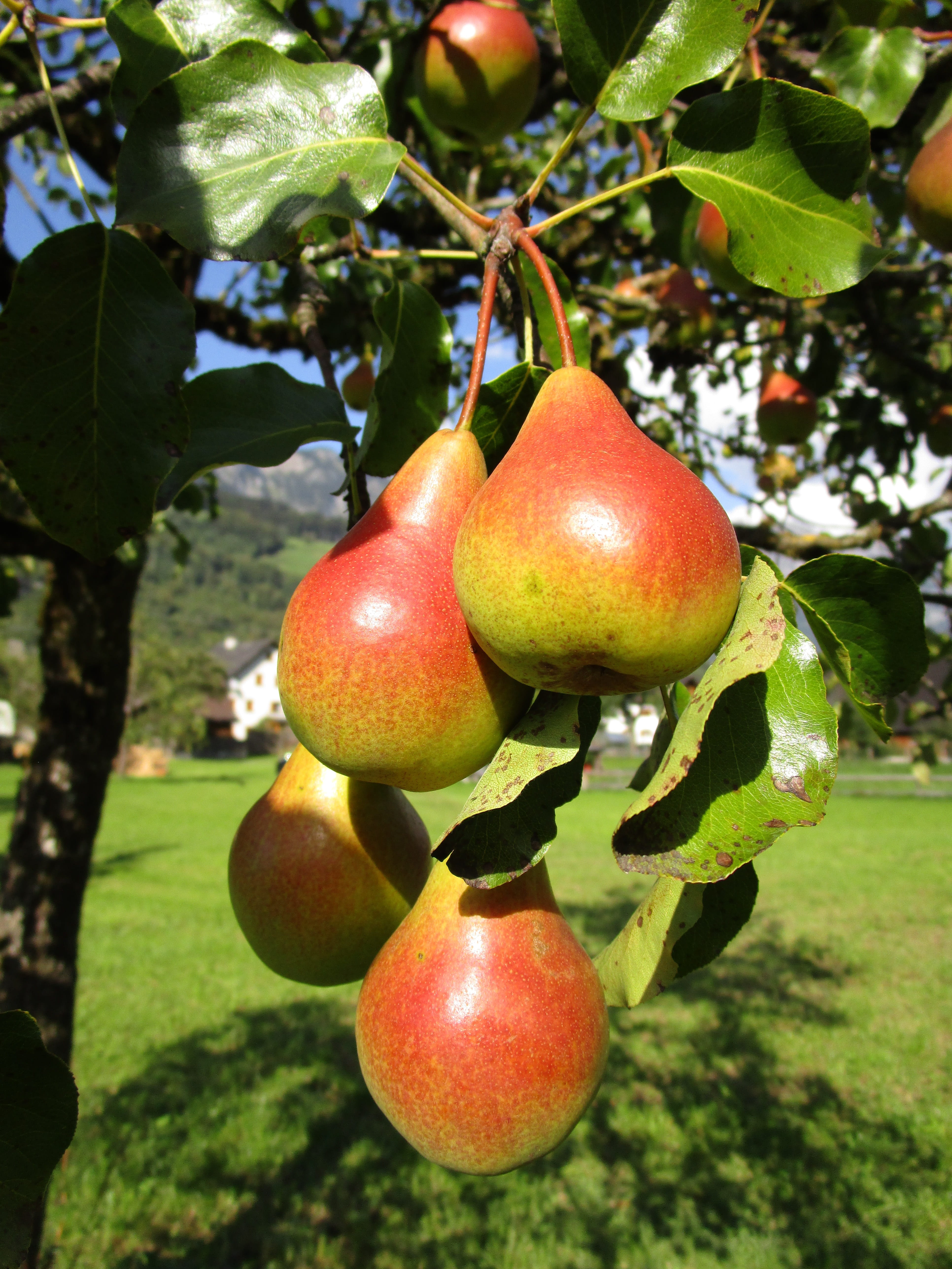 growth, close-up, outdoors, juicy, tasty, wellbeing, fruits, red, healthy eating, ripe, healthy, österreichn natural, pear brandy, shiny, vitamins, 5K, Phone HD Wallpaper
