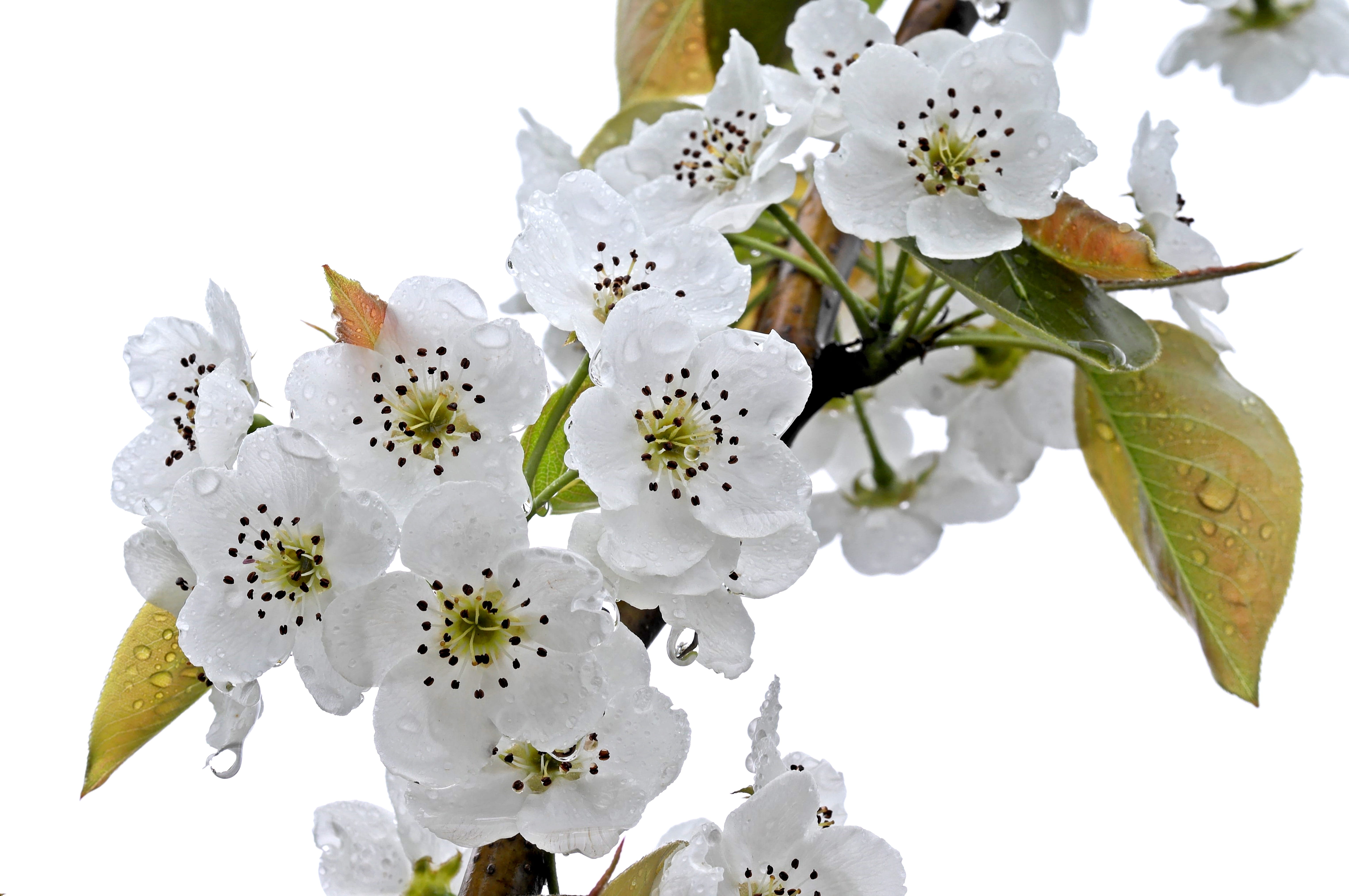 blossom, pollen, white, plant, sky, rain, flowering plant, spring, sweet, white color, wood, nature, a fruit garden, tree, inflorescence, 5K, beautiful, HD Wallpaper