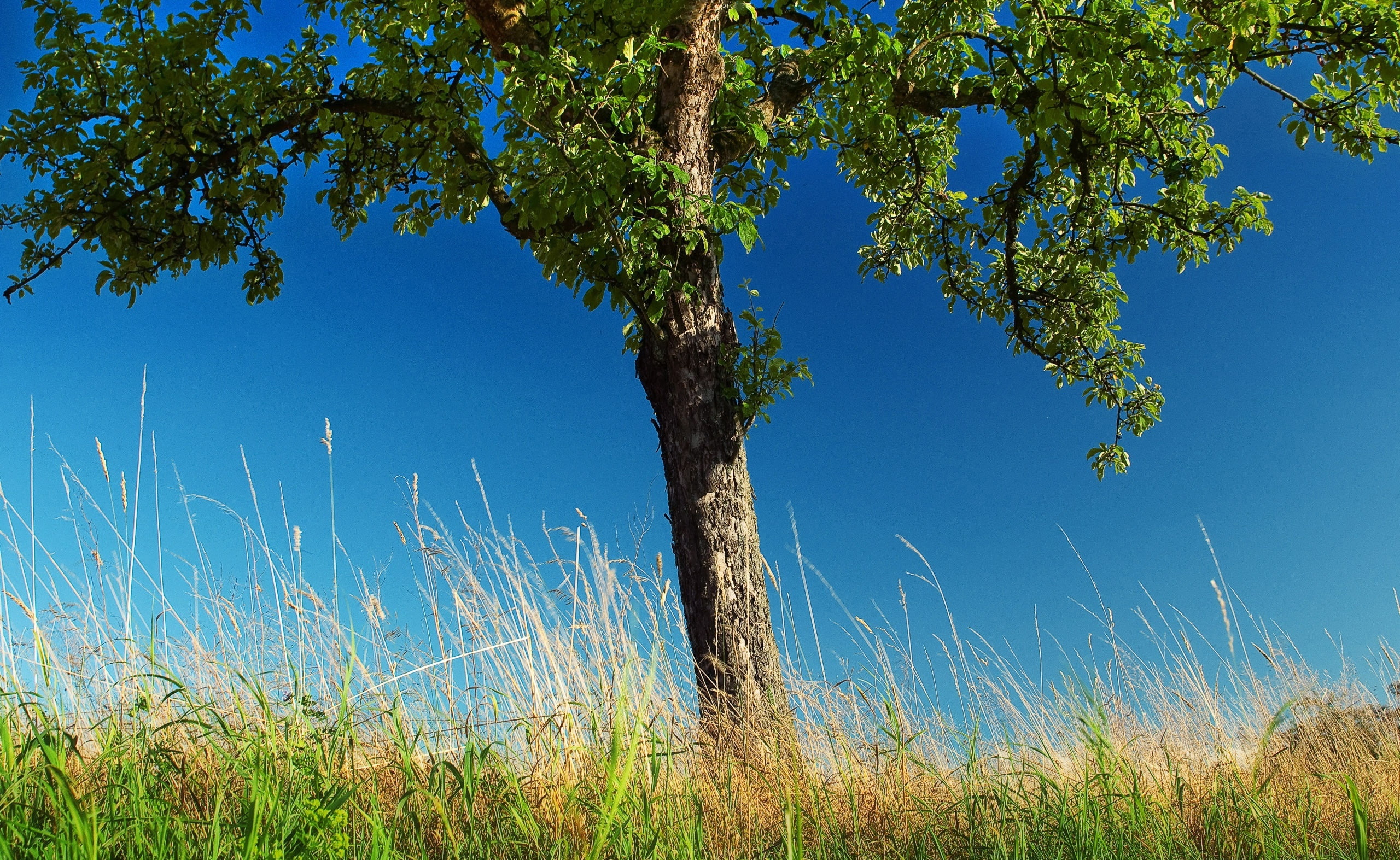 2K, landscape, sunlight, environment, land, day, clear sky, no people, scenics - nature, beauty in nature, leafed, plant, Spring, rural scene, Seasons, HD Wallpaper