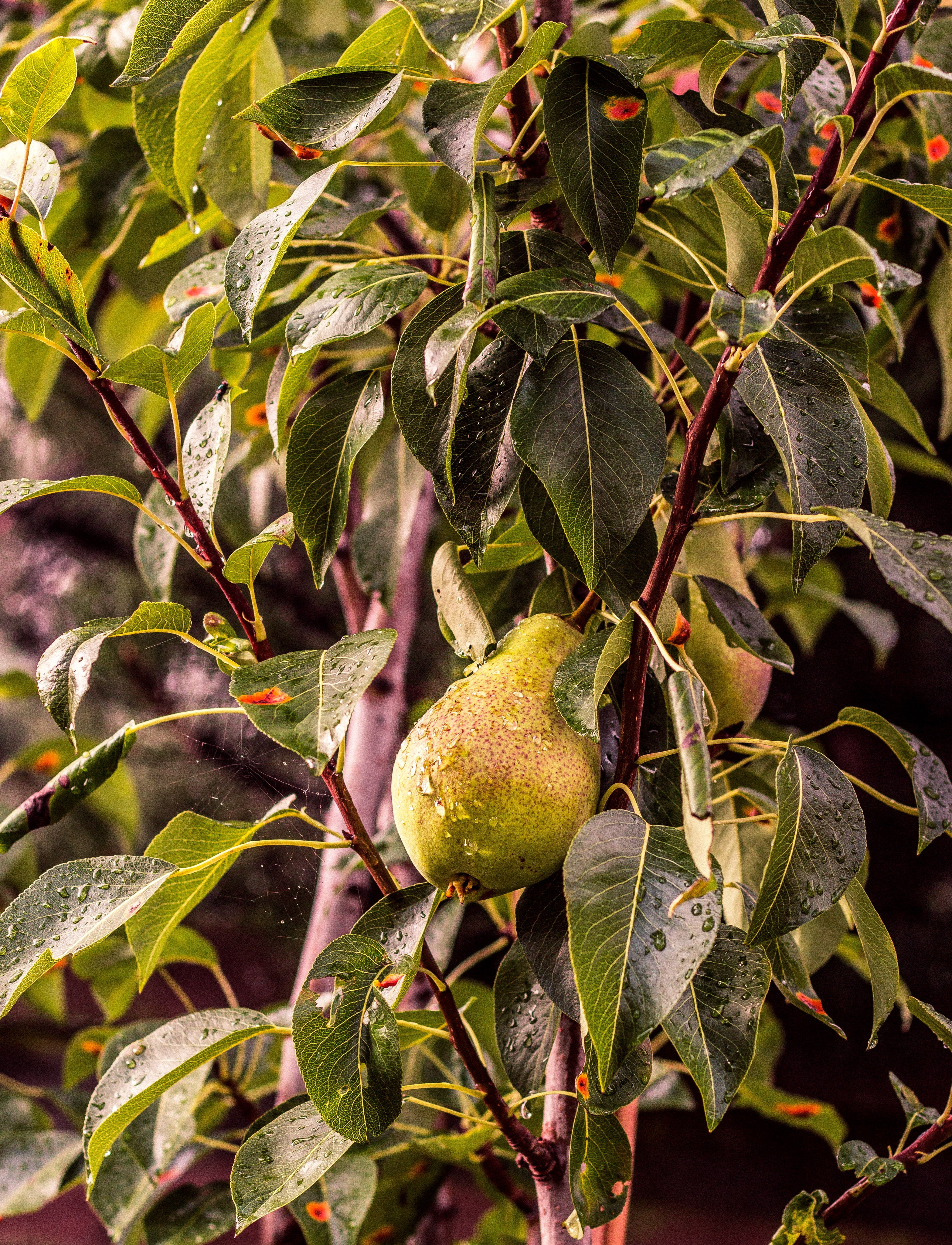 drops, plant part, branch, food, wellbeing, healthy eating, no people, agriculture, beauty in nature, tree, fruit, outdoors, food and drink, green, freshness, Phone HD Wallpaper