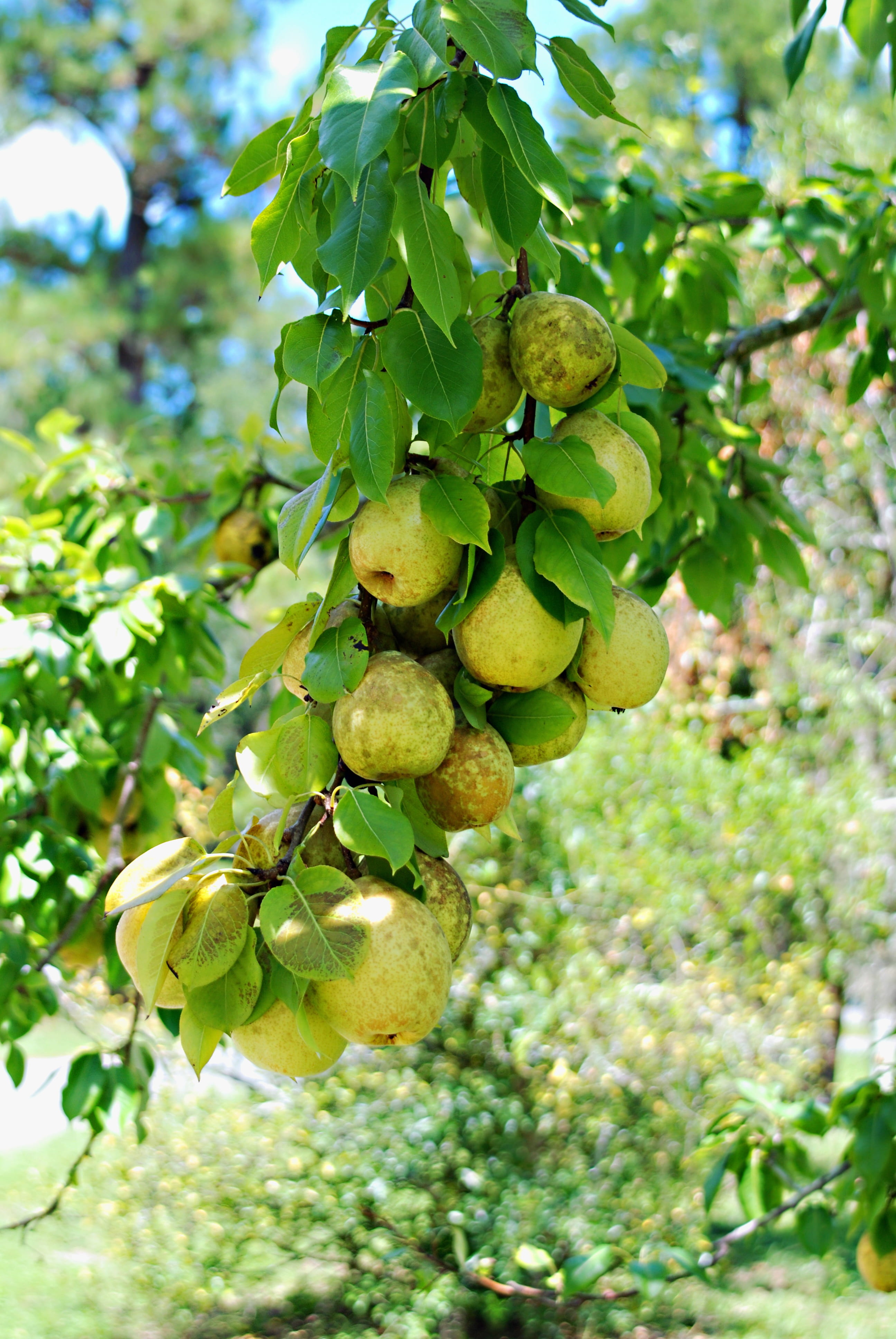 green color, plant part, food and drink, nature, colorful, freshness, wellbeing, pears, close-up, ripe, fruit, low angle view, focus on foreground, day, Phone HD Wallpaper