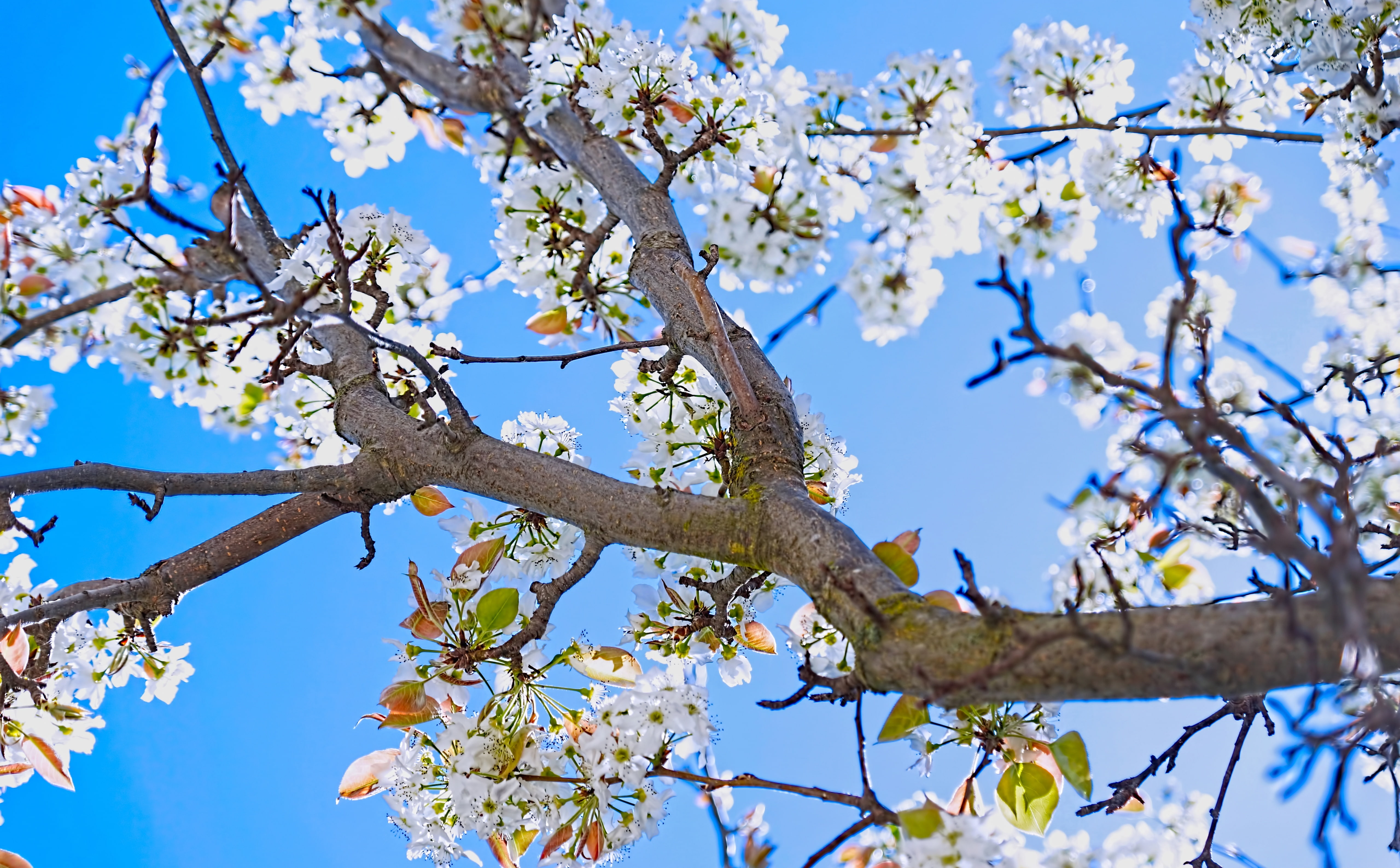 Spring, blue, flowers, 5K, growth, cherry, cherry tree, flowering plant, beauty in nature, cherry blossom, day, nature, branch, tree, pear, outdoors, clear sky, HD Wallpaper