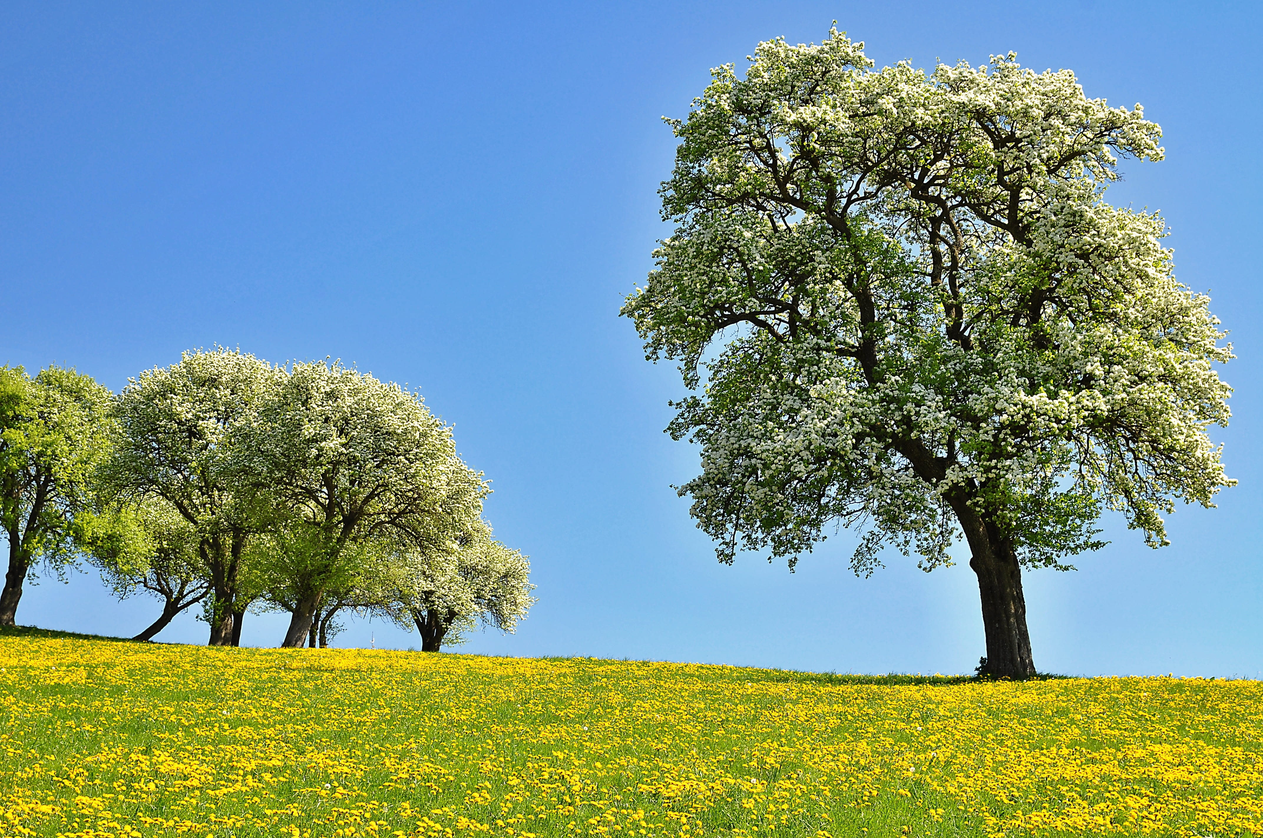 yellow, tranquil scene, dandelion meadow, rural scene, meadow, blossom, trees, land, no people, spring, blue sky, flowering pear trees, flowering time, HD Wallpaper