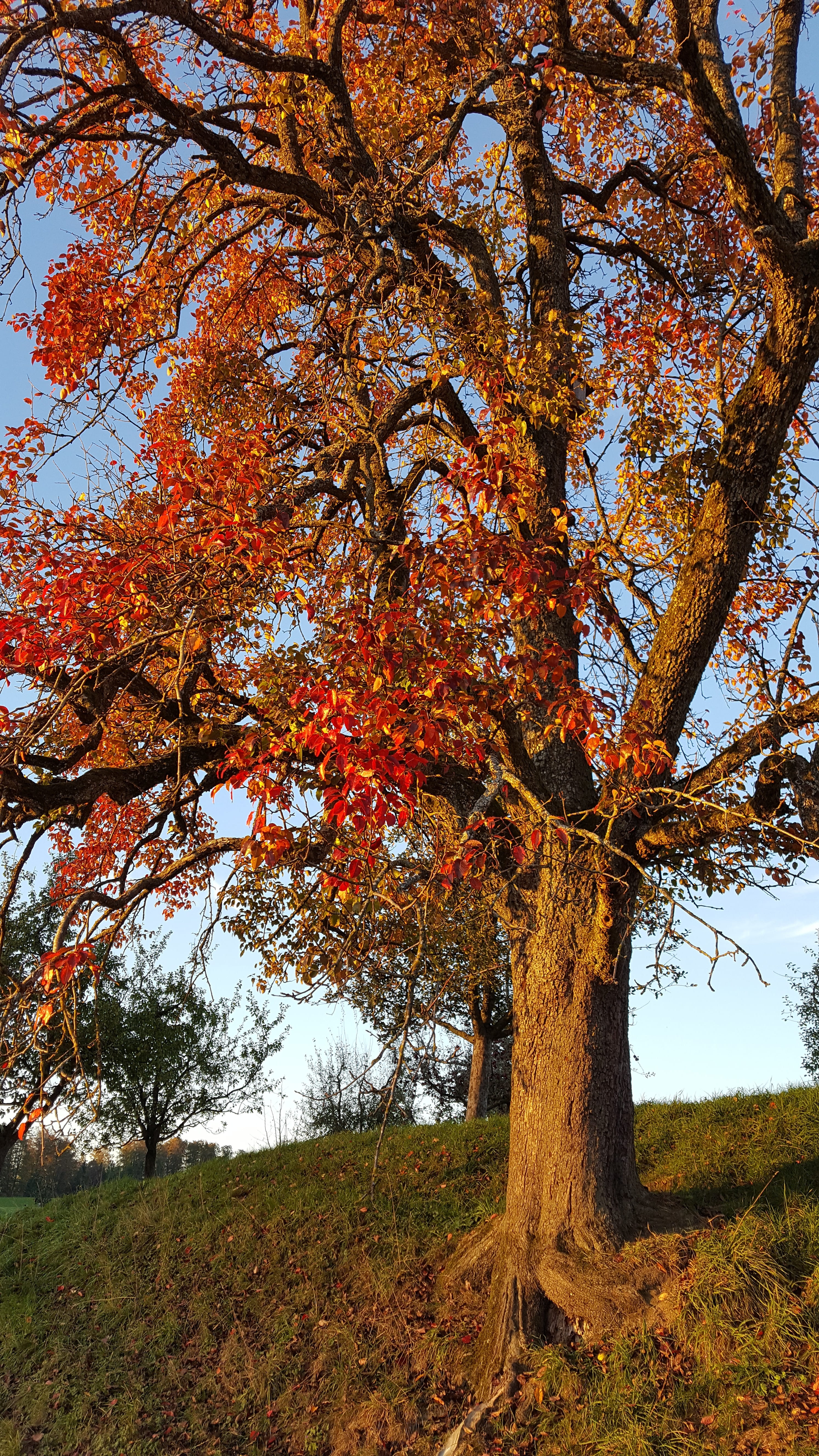 trunk, 5K, change, orange color, outdoors, land, light, no people, sky, scenics - nature, plant, colorful, fall, pear, tree trunk, low angle view, natural condition, Phone HD Wallpaper