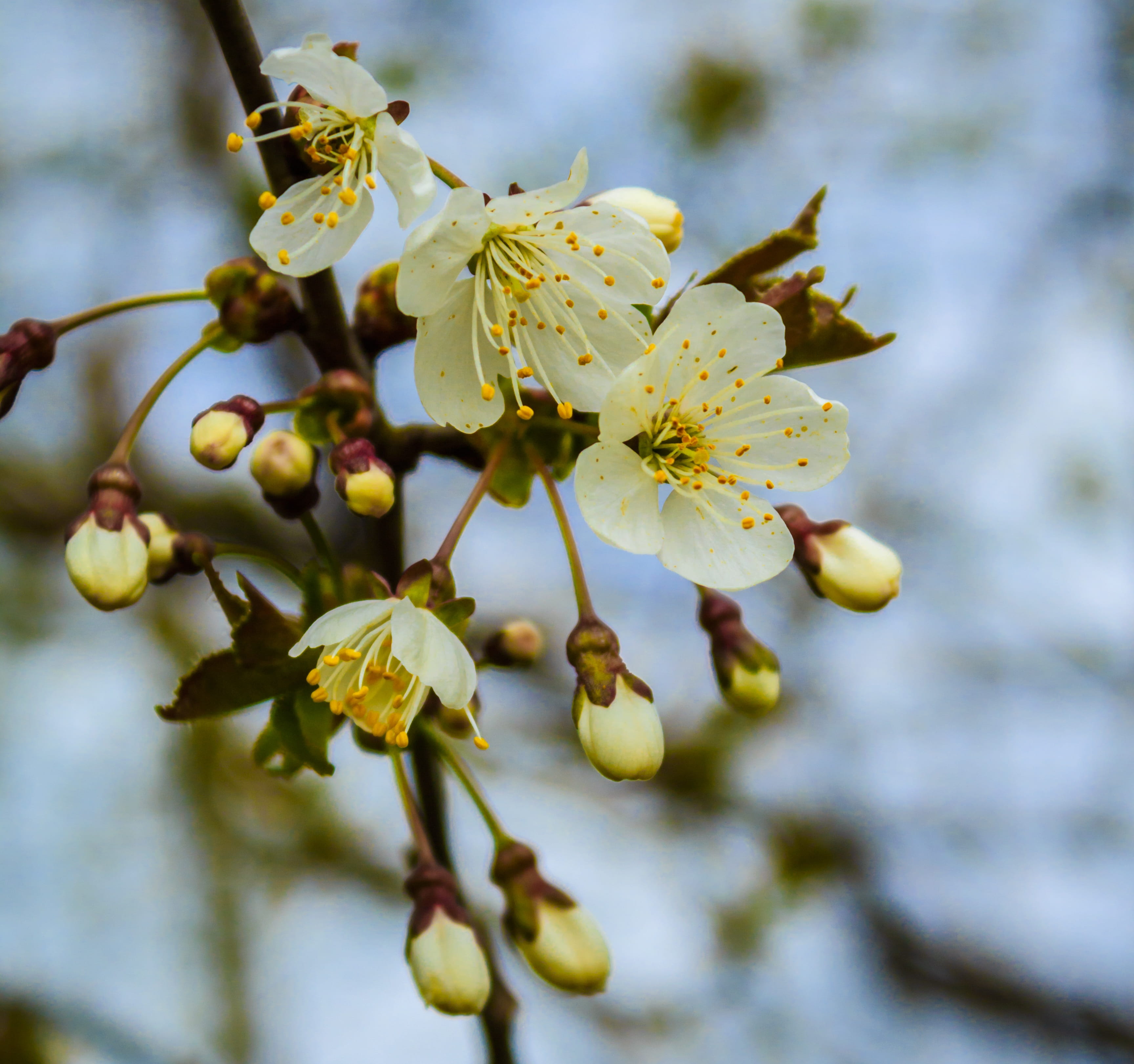 beauty in nature, fragility, fruit, growth, flowering plant, white blossom, plant, cherry tree, no people, focus on foreground, pear, bloom, awakening, HD Wallpaper