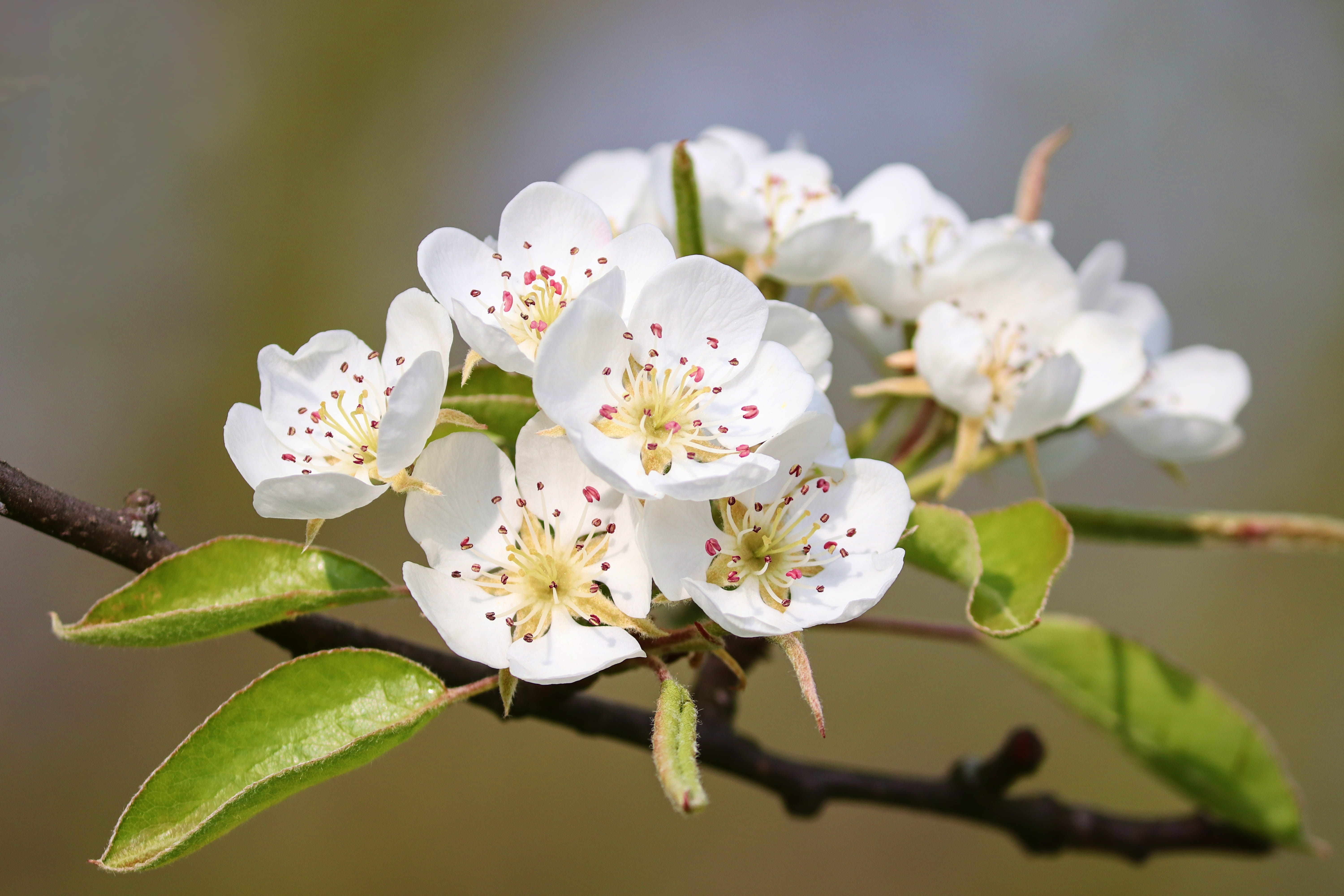 blossom, outdoors, springtime, bloom, 5K, plant, no people, close-up, flowers, branch, beauty in nature, twig, plant part, fruit tree blossom, detail, HD Wallpaper
