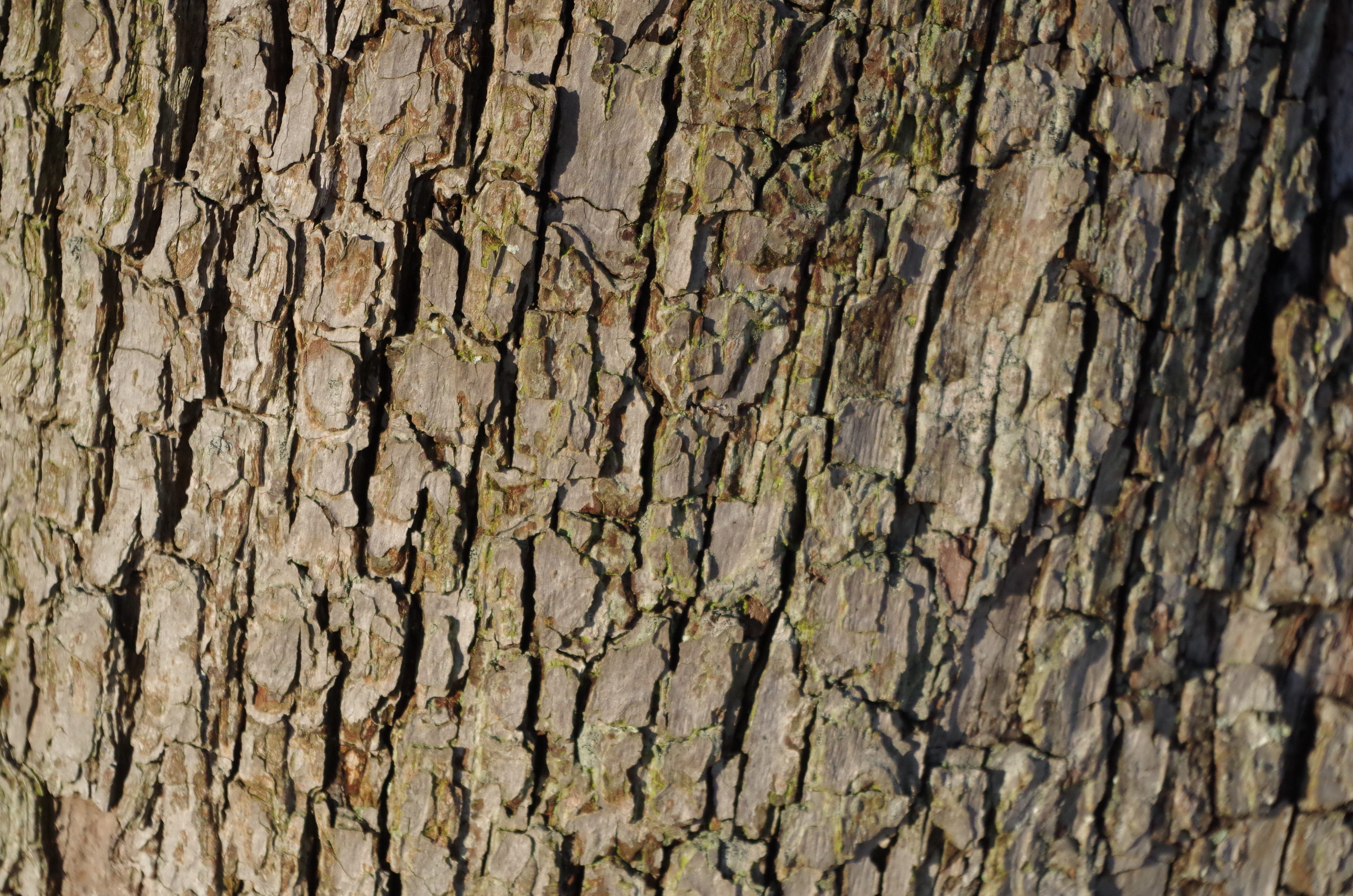 pattern, growth, textured, ancient, wood, outdoors, no people, close-up, tree trunk, mother nature, natural pattern, nature, brown, farm, rough, wood - material, HD Wallpaper