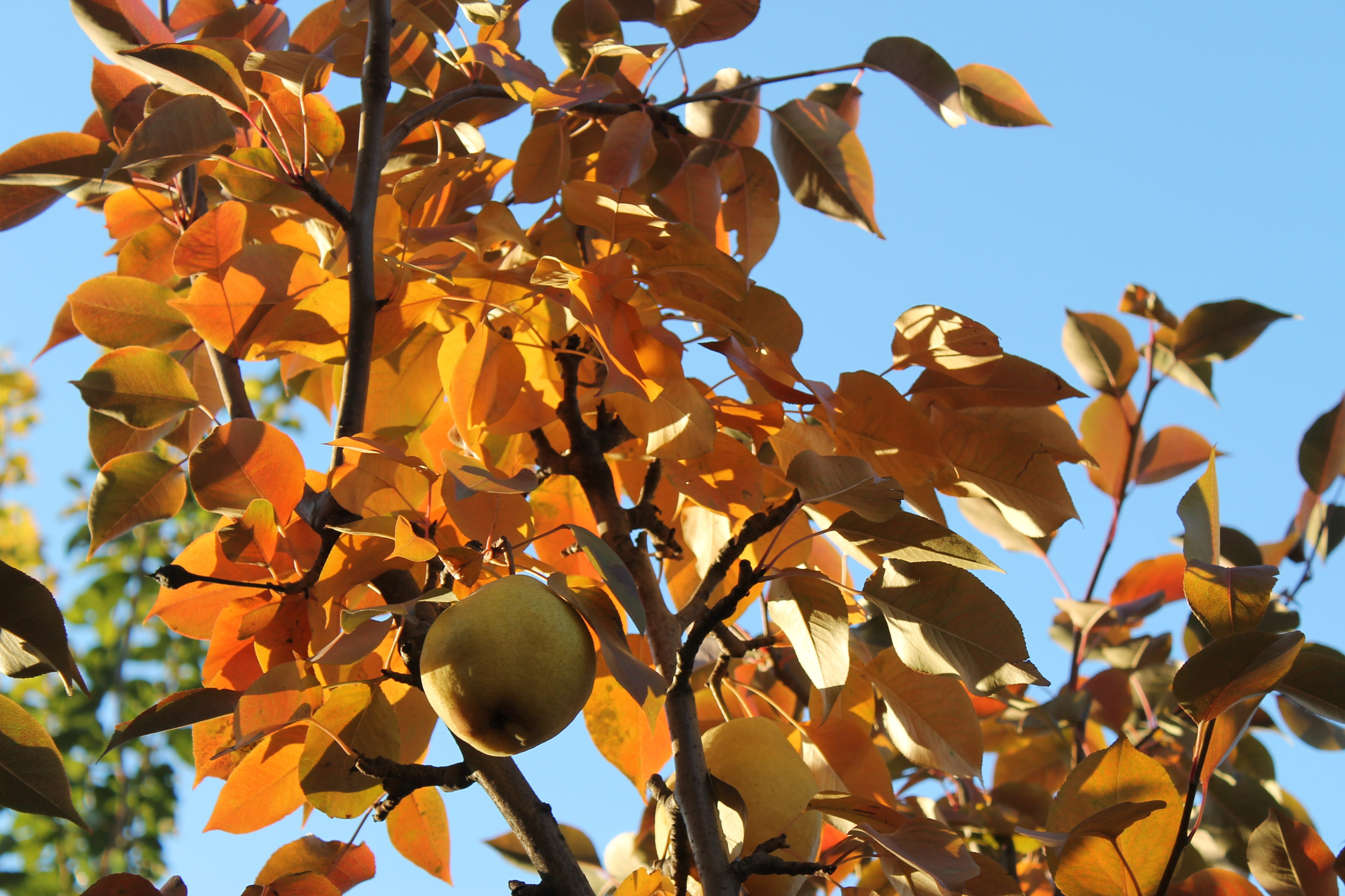 foliage, colorful, plant, no people, orange color, autumn, seasonal, clear sky, sky, leaves, change, nature, leaf, day, natural condition, orange, beauty in nature, HD Wallpaper