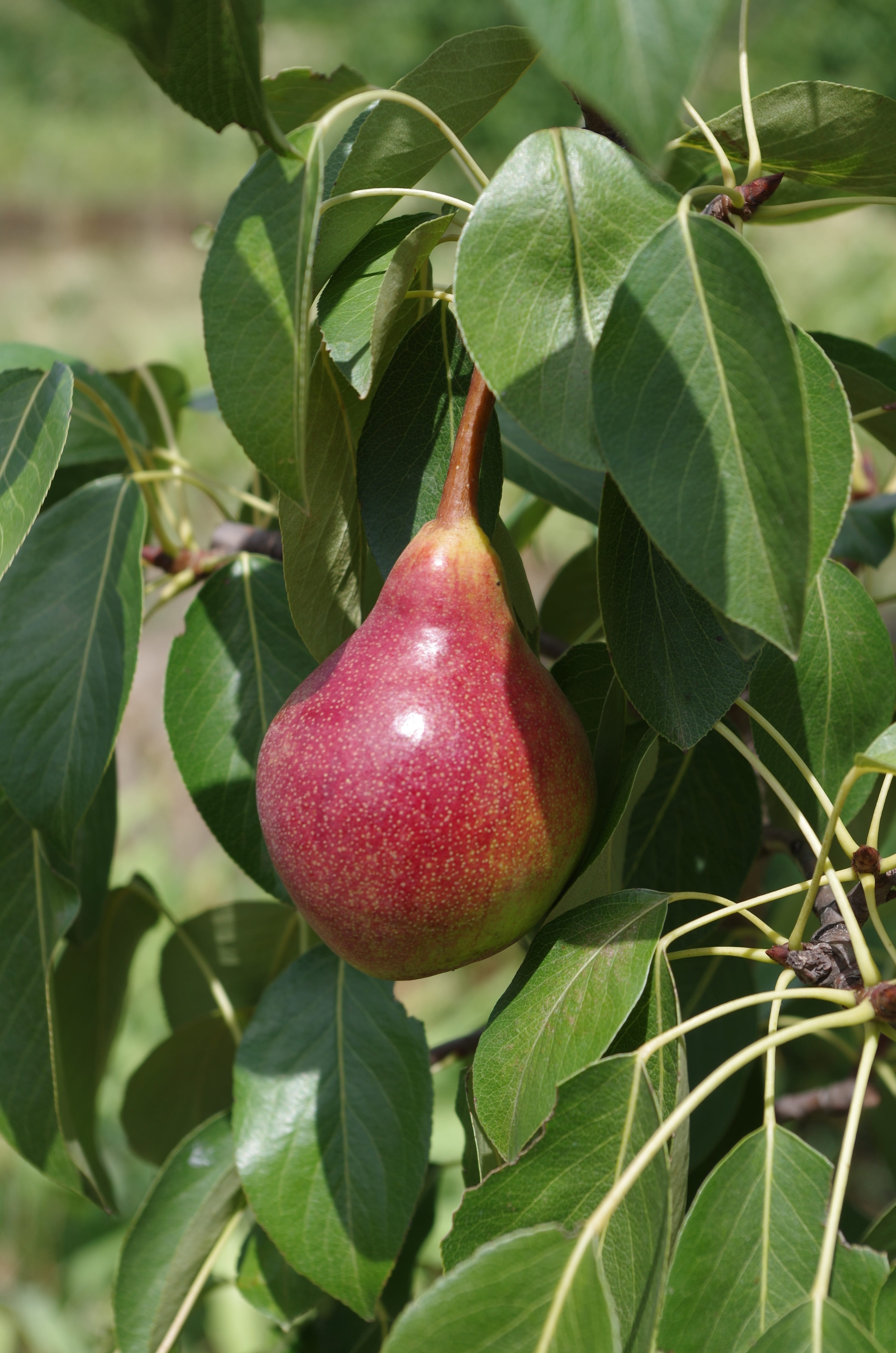 apple - fruit, outdoors, growth, day, close-up, plant, red, ripe, no people, leaf, food, freshness, Red, fruit tree, 4K, Tree, food and drink, Fruit, wellbeing, Phone HD Wallpaper
