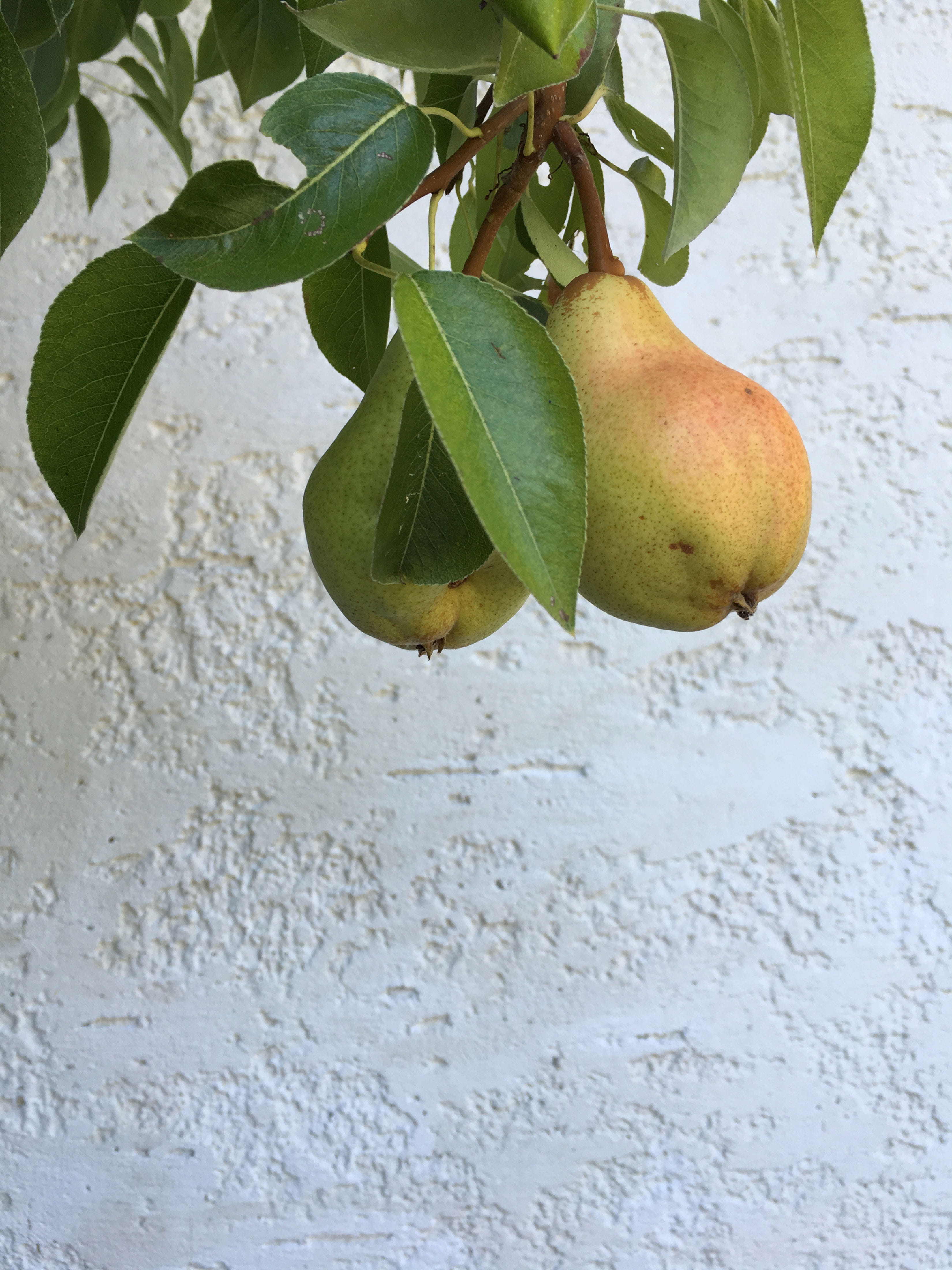germany, outdoors, leaves, plant, tree, wall, food and drink, close-up, 4K, wellbeing, wall - building feature, nature, green color, no people, fruit tree, Phone HD Wallpaper