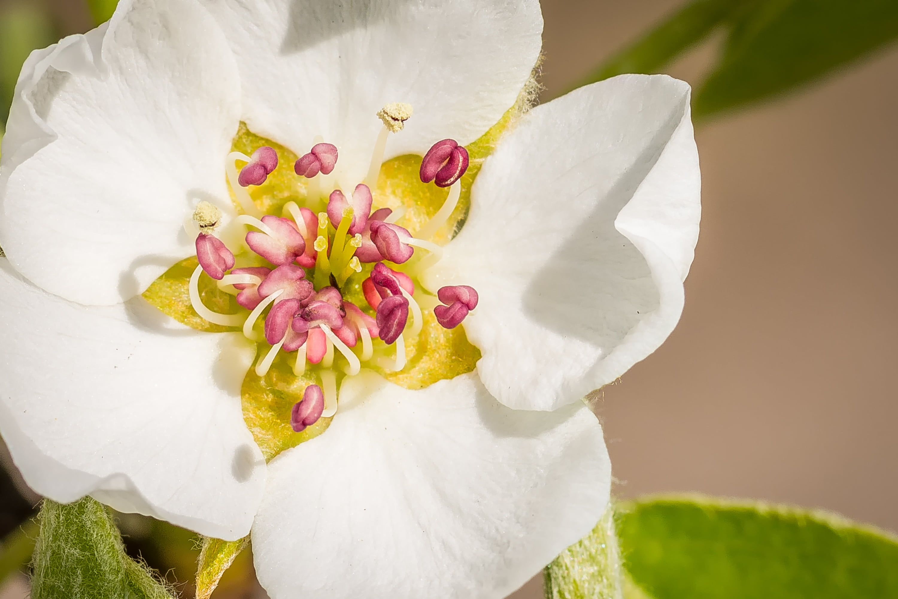 inflorescence, flowering plant, pear, pear blossom, photography, nature, petals, closeup, day, springtime, vulnerability, garden, wedding, flower, 2K, HD Wallpaper