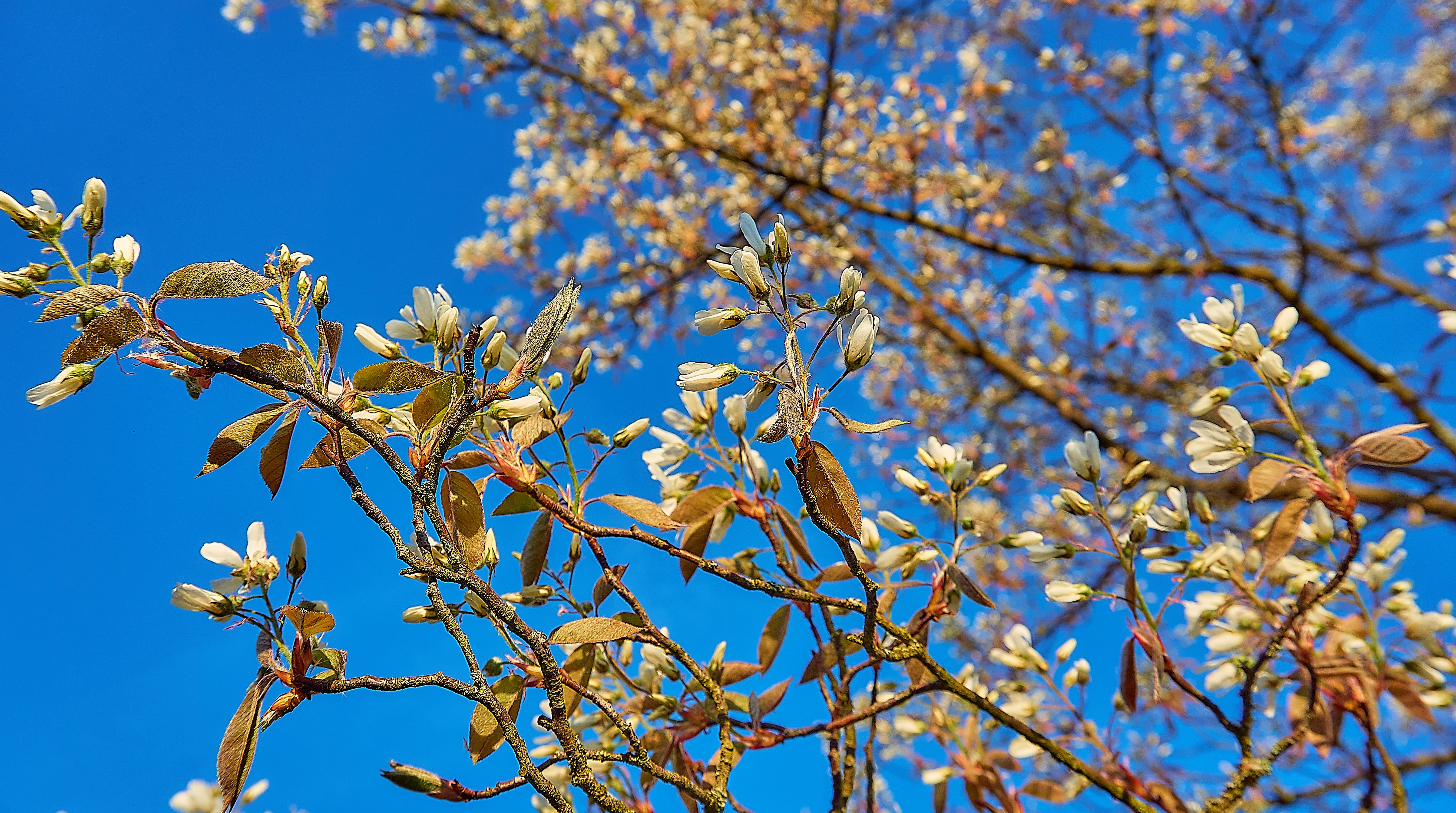 inflorescence, flowers, spring, freshness, close up, growth, blossom, 5K, outdoors, shining, nature, blue, fragility, copper red, sky, copper rock pear, HD Wallpaper