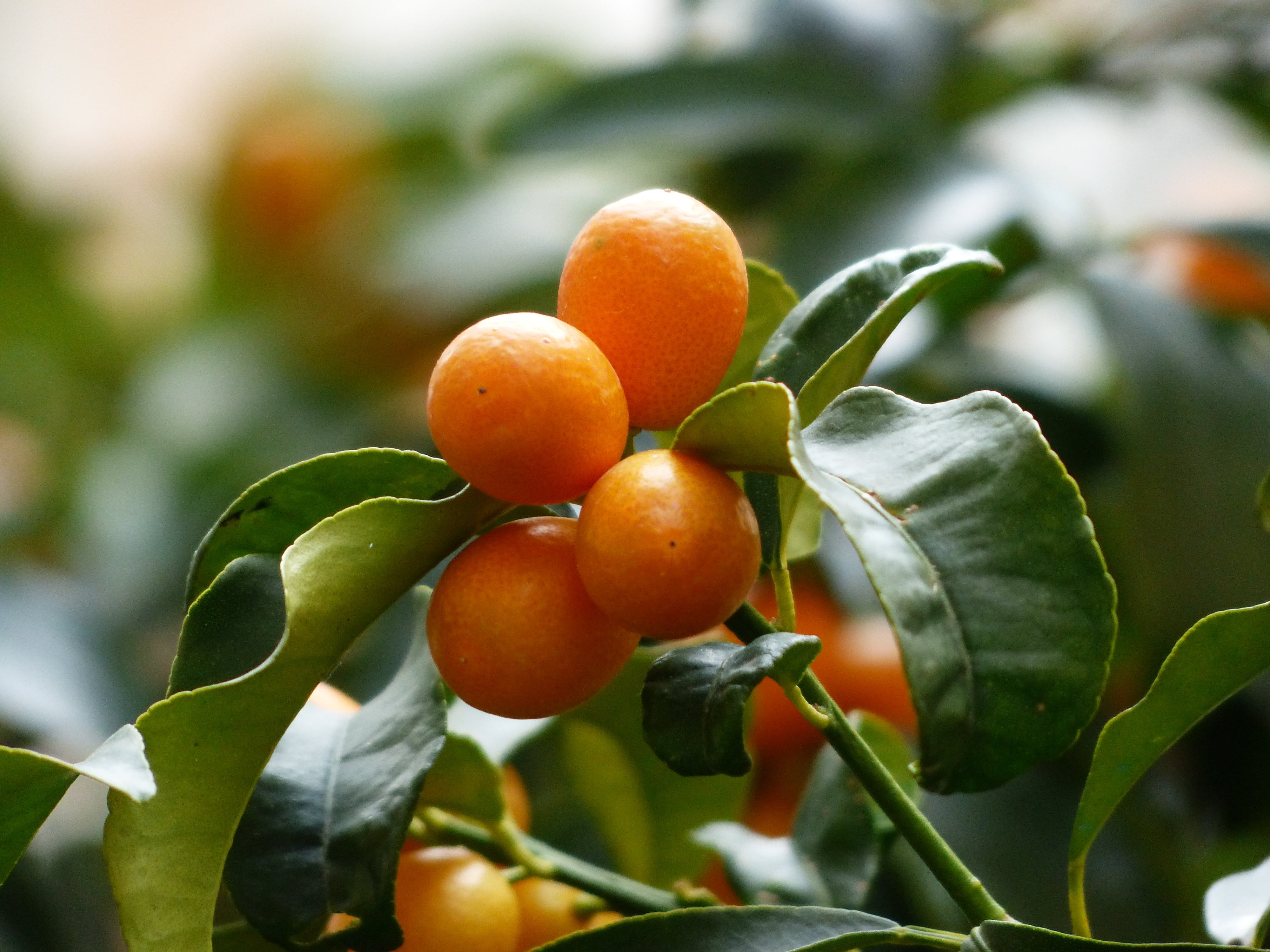 green color, healthy eating, leaf, plant, nature, no people, wellbeing, fortunella, orange color, fruit, outdoors, tree, focus on foreground, fruits, close-up, HD Wallpaper