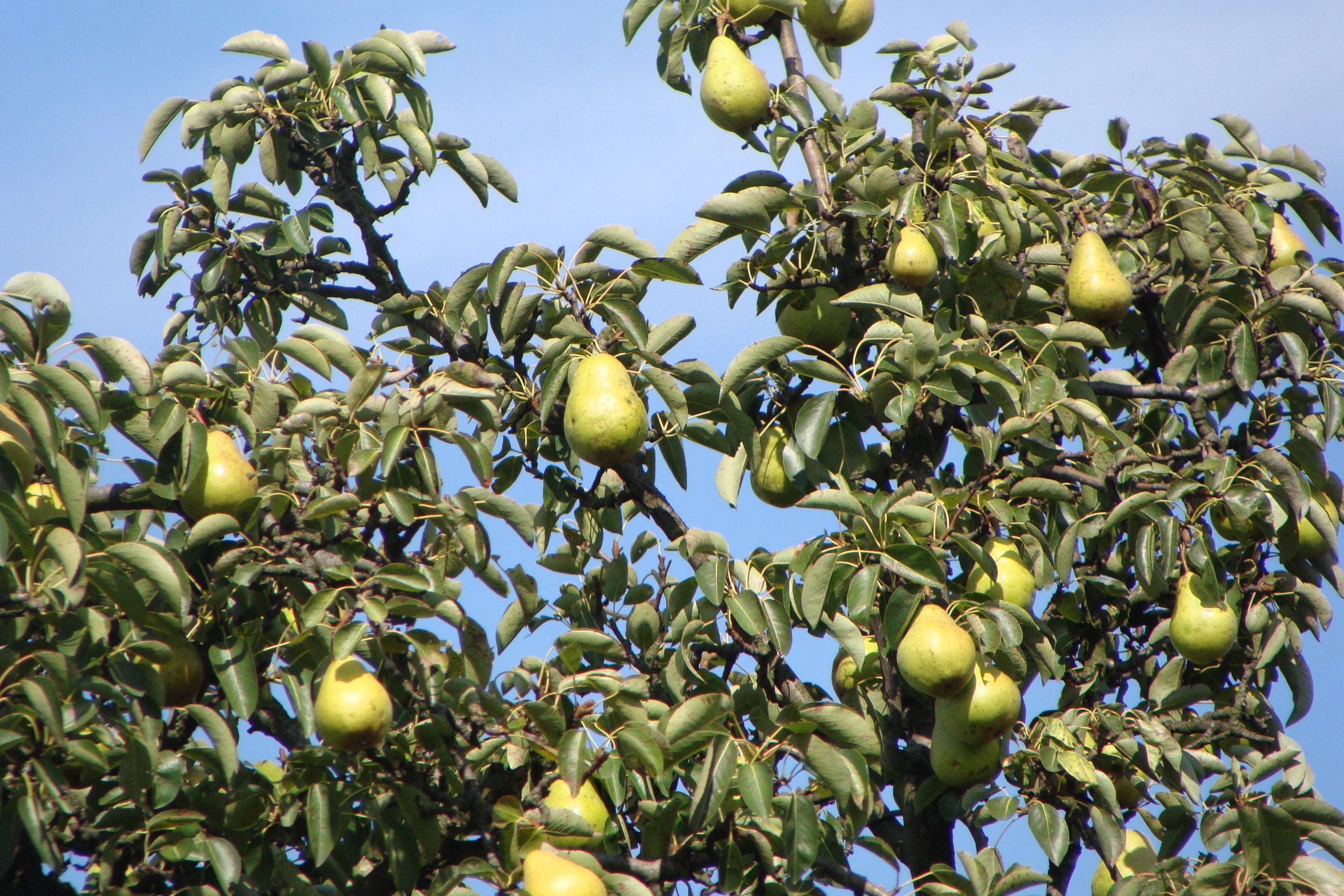 outdoors, fruits, low angle view, delicious, pears, woodland, food, growth, healthy, trunk, natural, agriculture, sky, ripe, food and drink, natural condition, HD Wallpaper